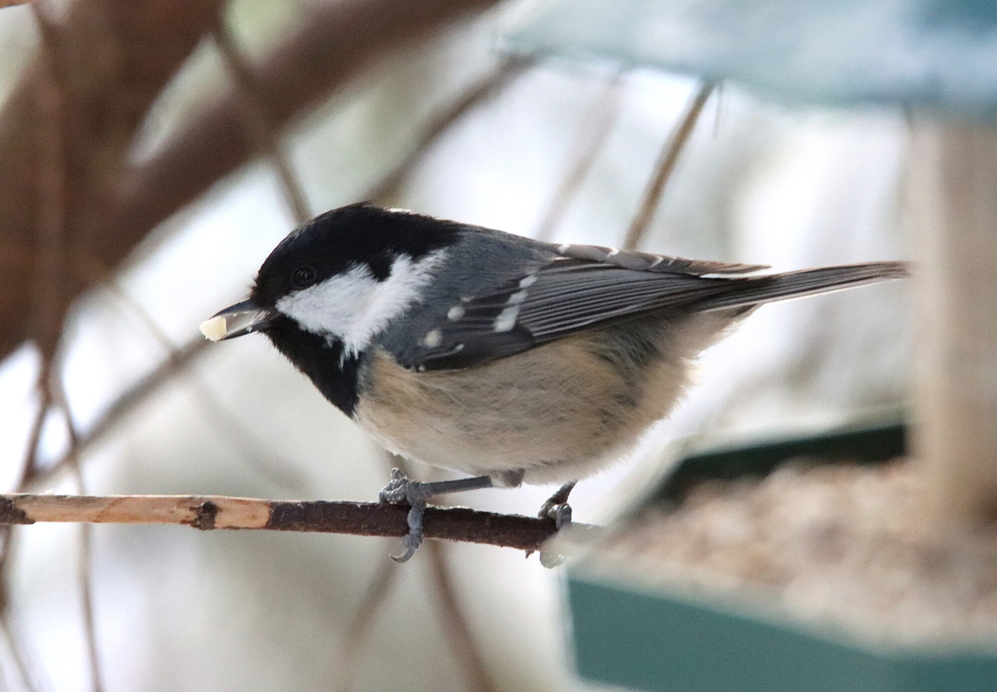 Valokuvaaja: Irja Lehtinen