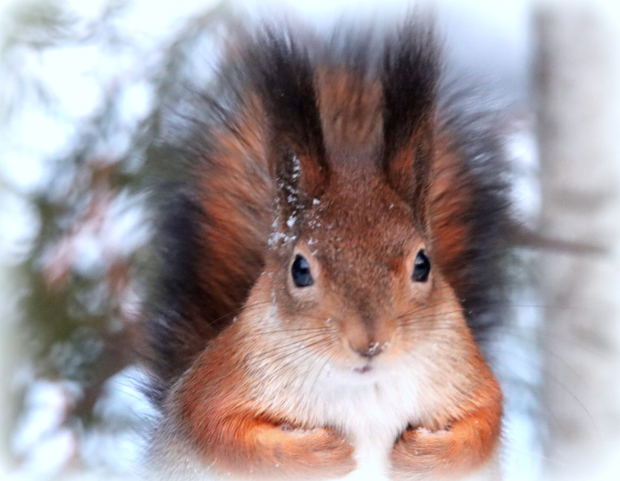 Valokuvaaja: Irja Lehtinen