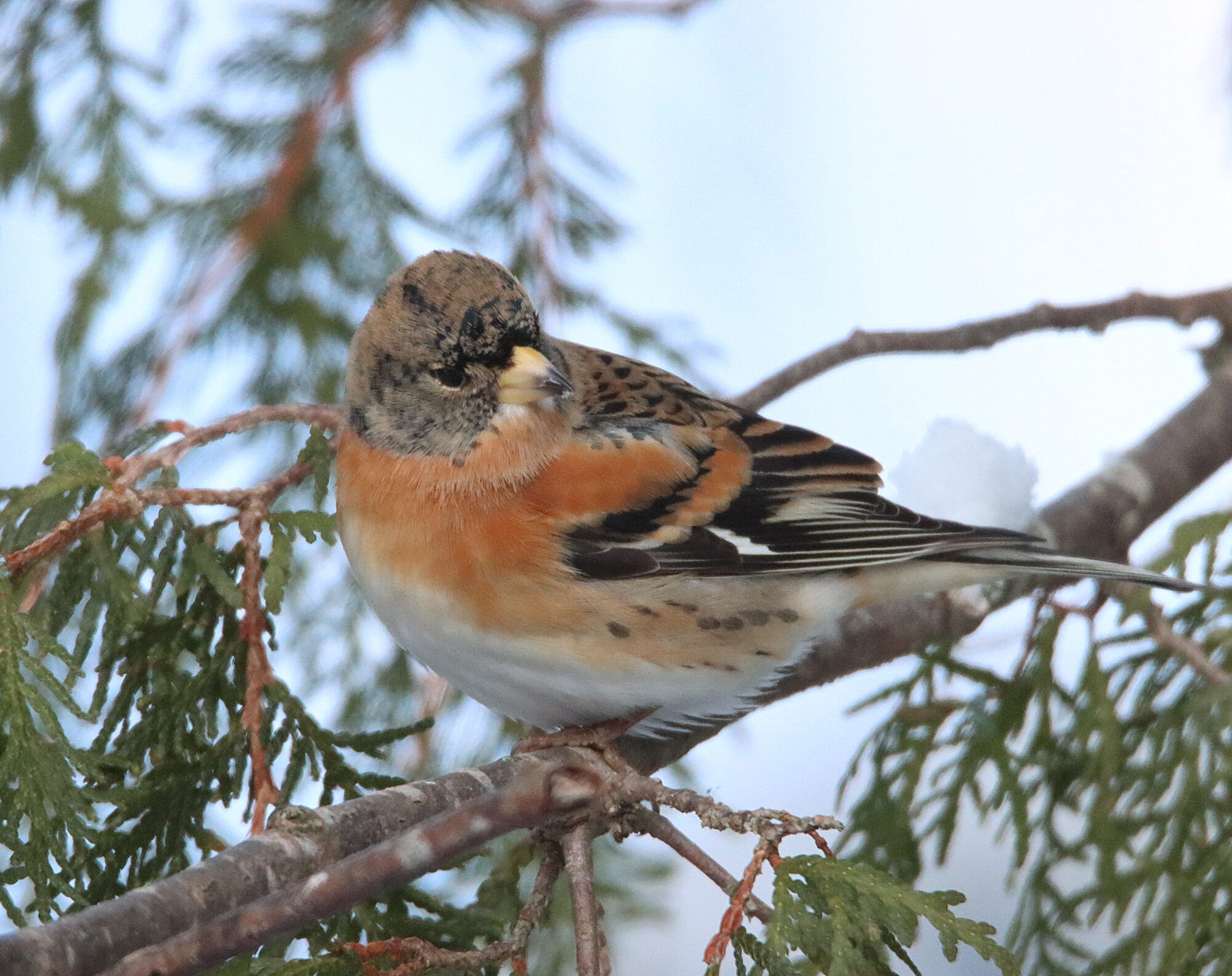 Valokuvaaja: Irja Lehtinen