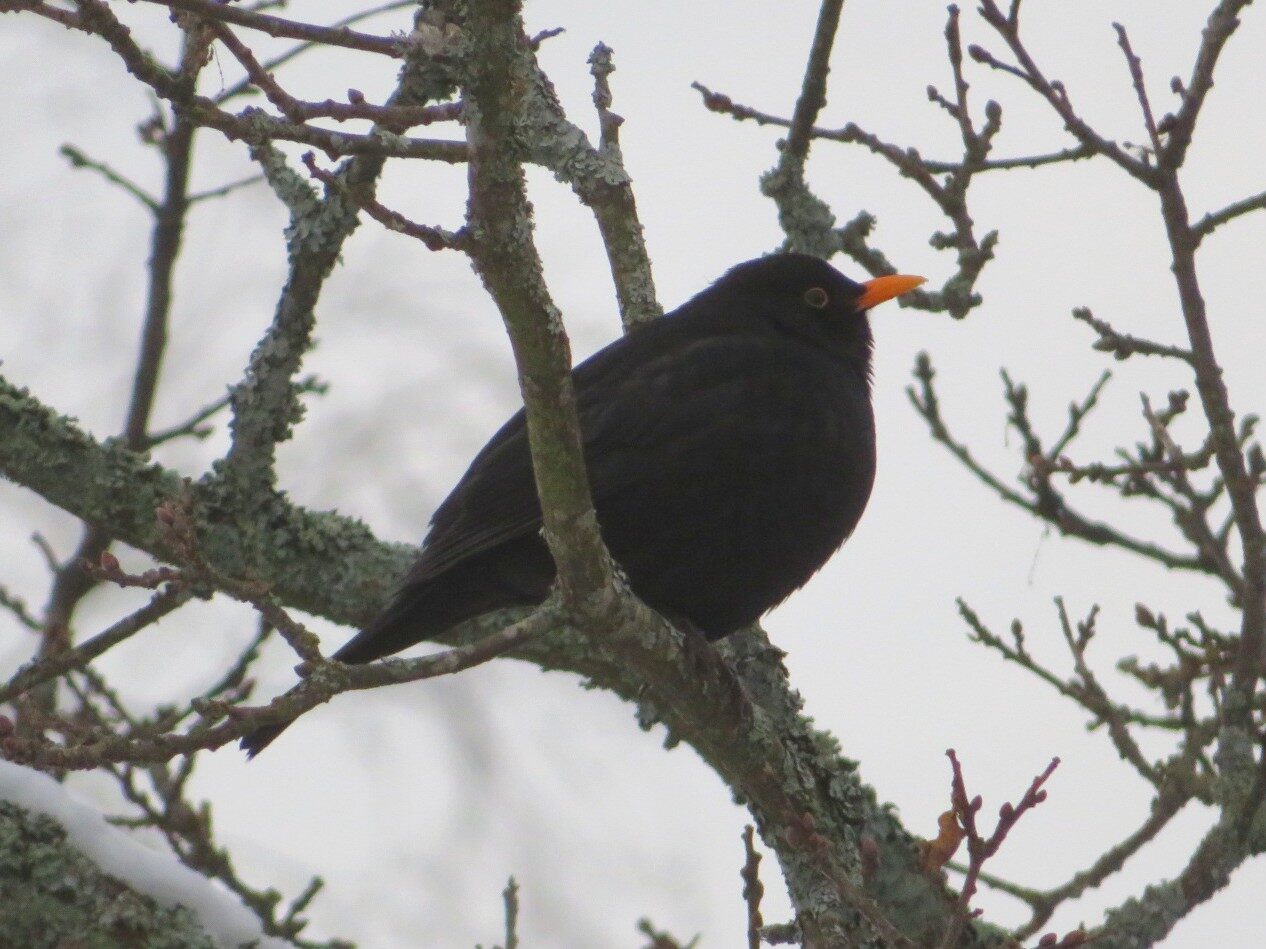 Valokuvaaja: Risto Kangassalo Valokuvaaja: Risto Kangassalo