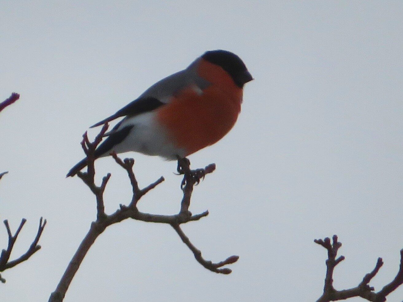 Valokuvaaja: Risto Kangassalo