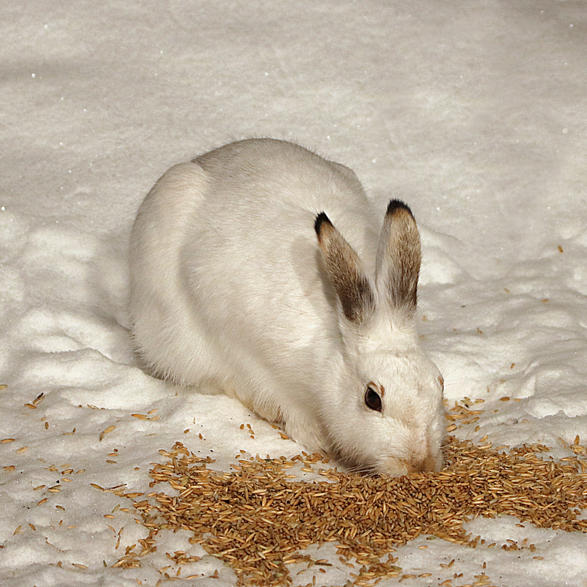 Valokuvaaja: Hannu Rasiranta