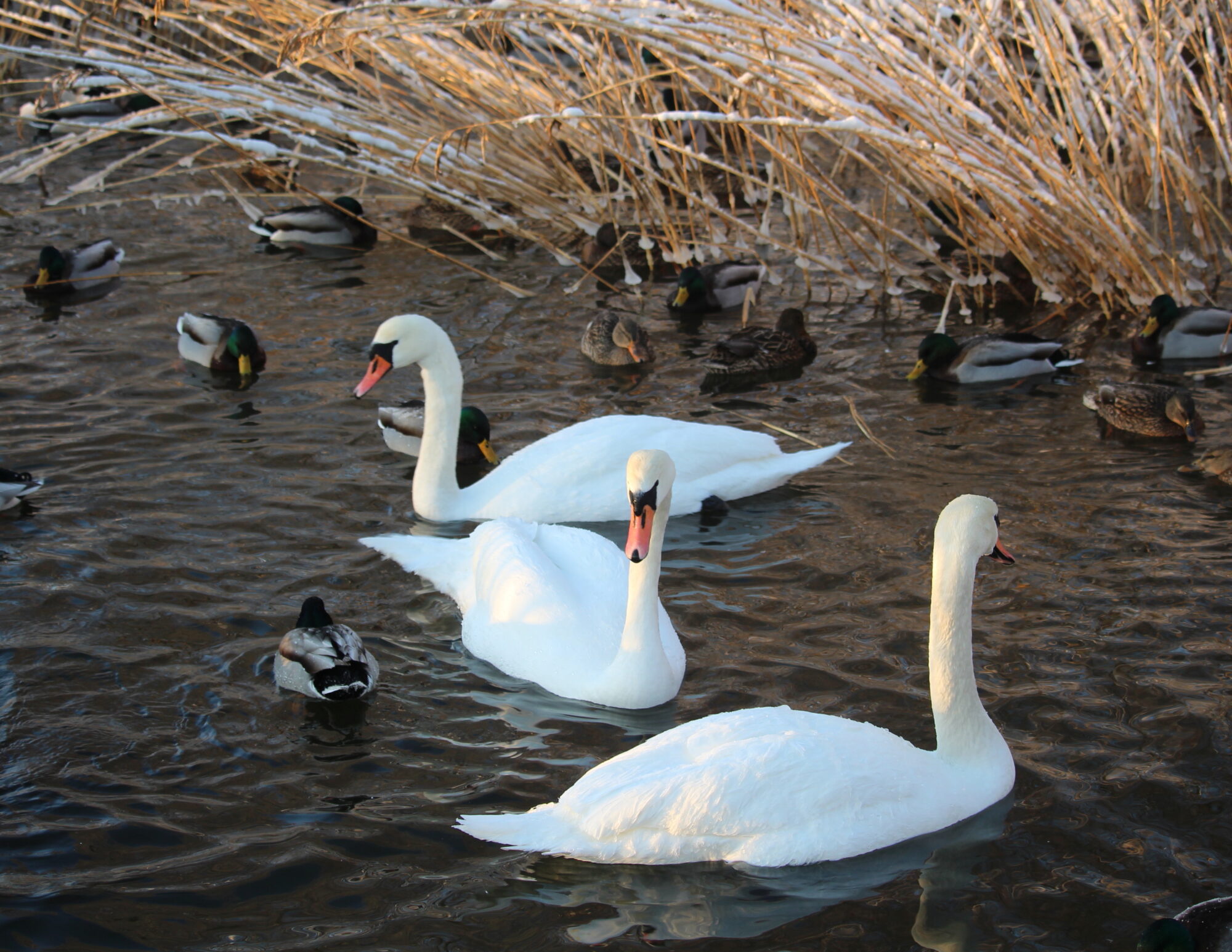 Valokuvaaja: Kirsi-Marja Joenpolvi