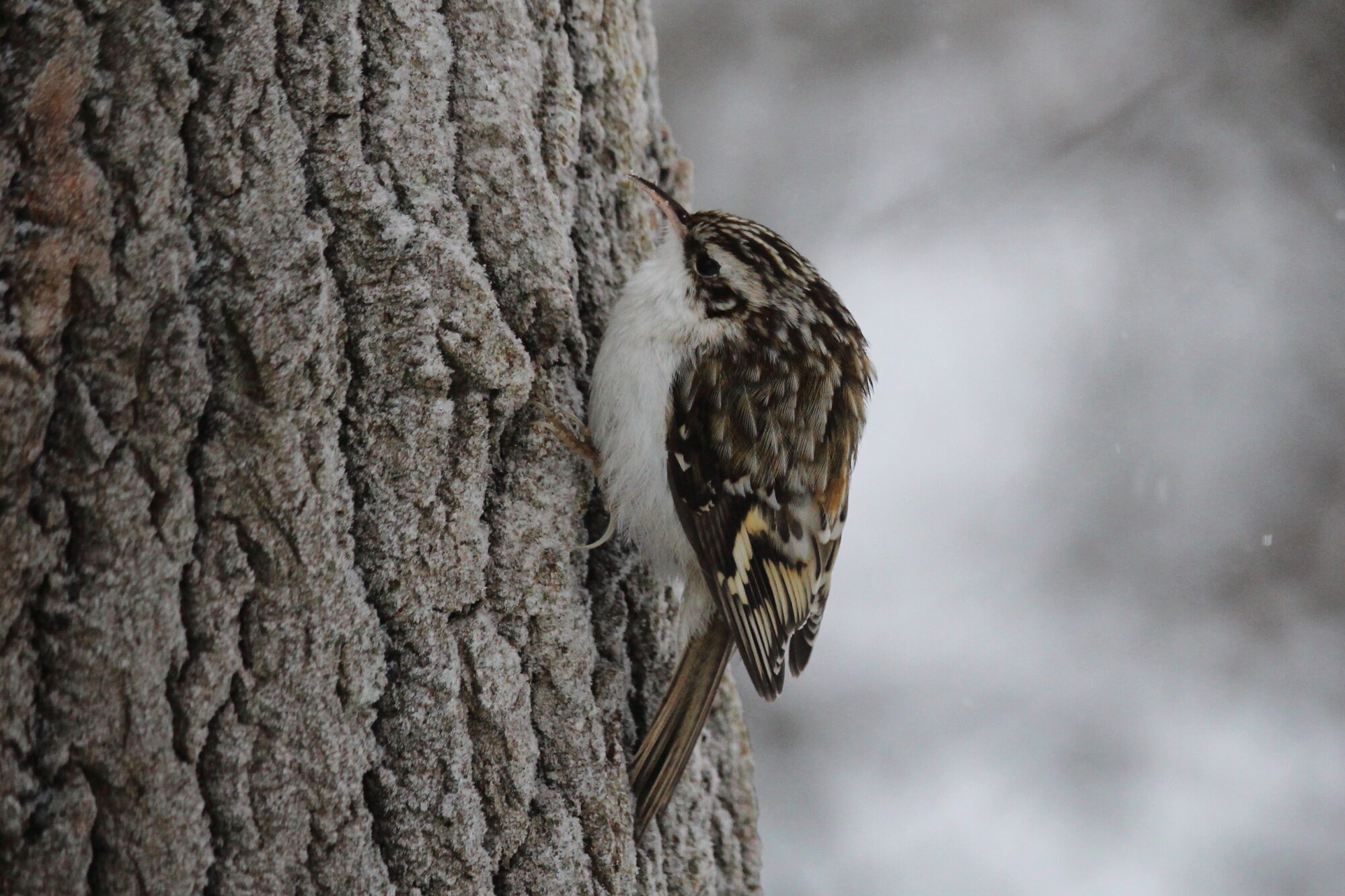 Valokuvaaja: Kirsi-Marja Joenpolvi