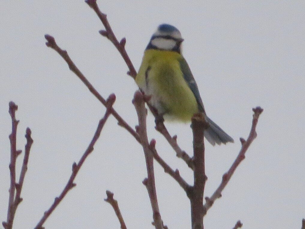 Valokuvaaja: Risto Kangassalo