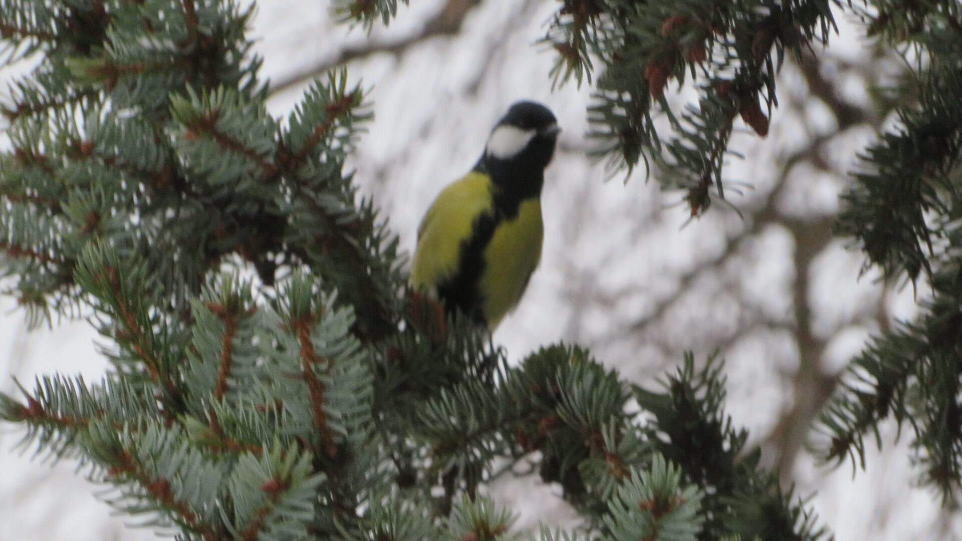 Valokuvaaja: Risto Kangassalo