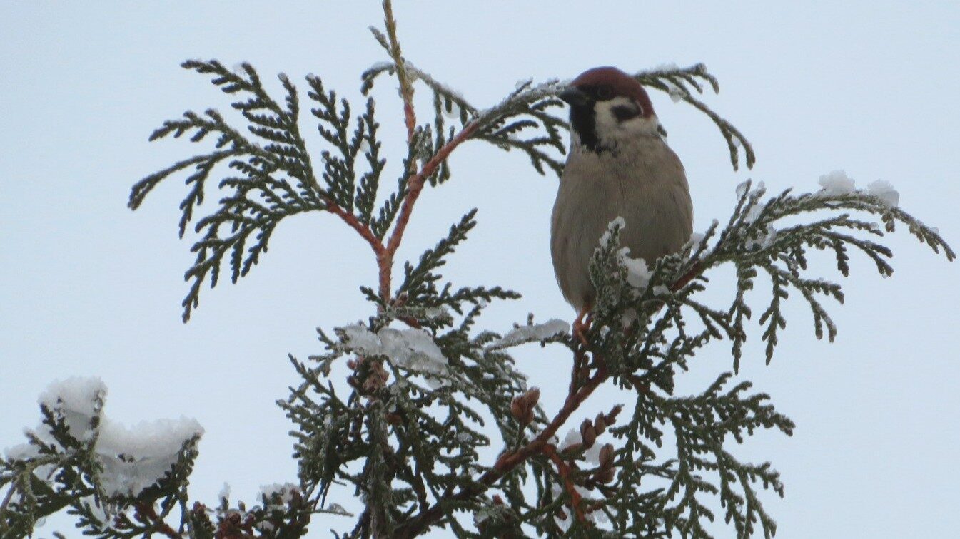 Valokuvaaja: Risto Kangassalo