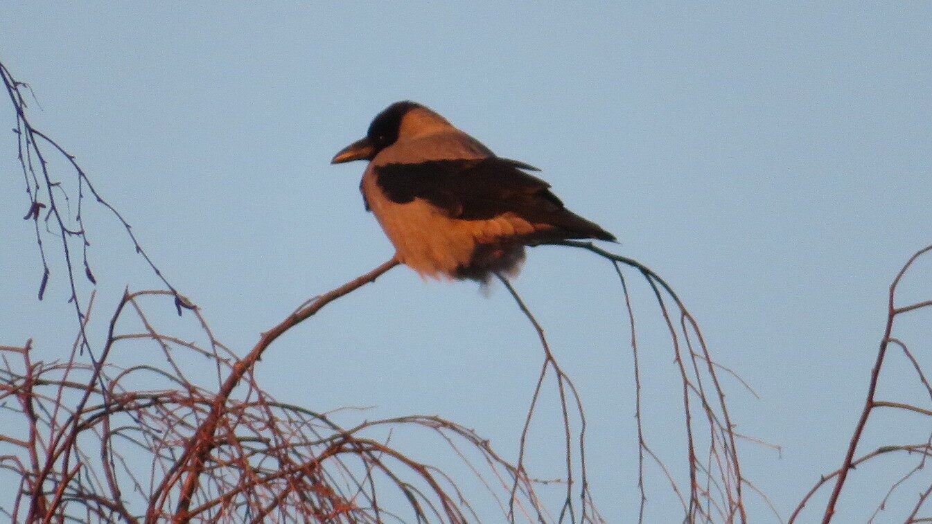 Valokuvaaja: Risto Kangassalo
