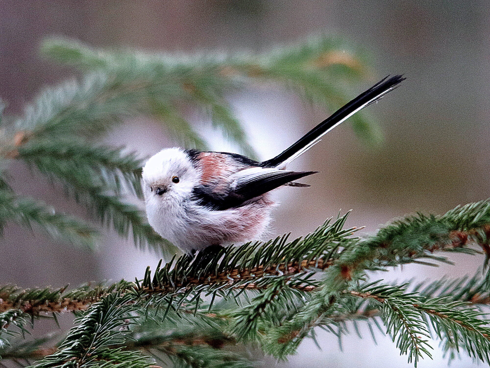 Valokuvaaja: Hannu Rasiranta
