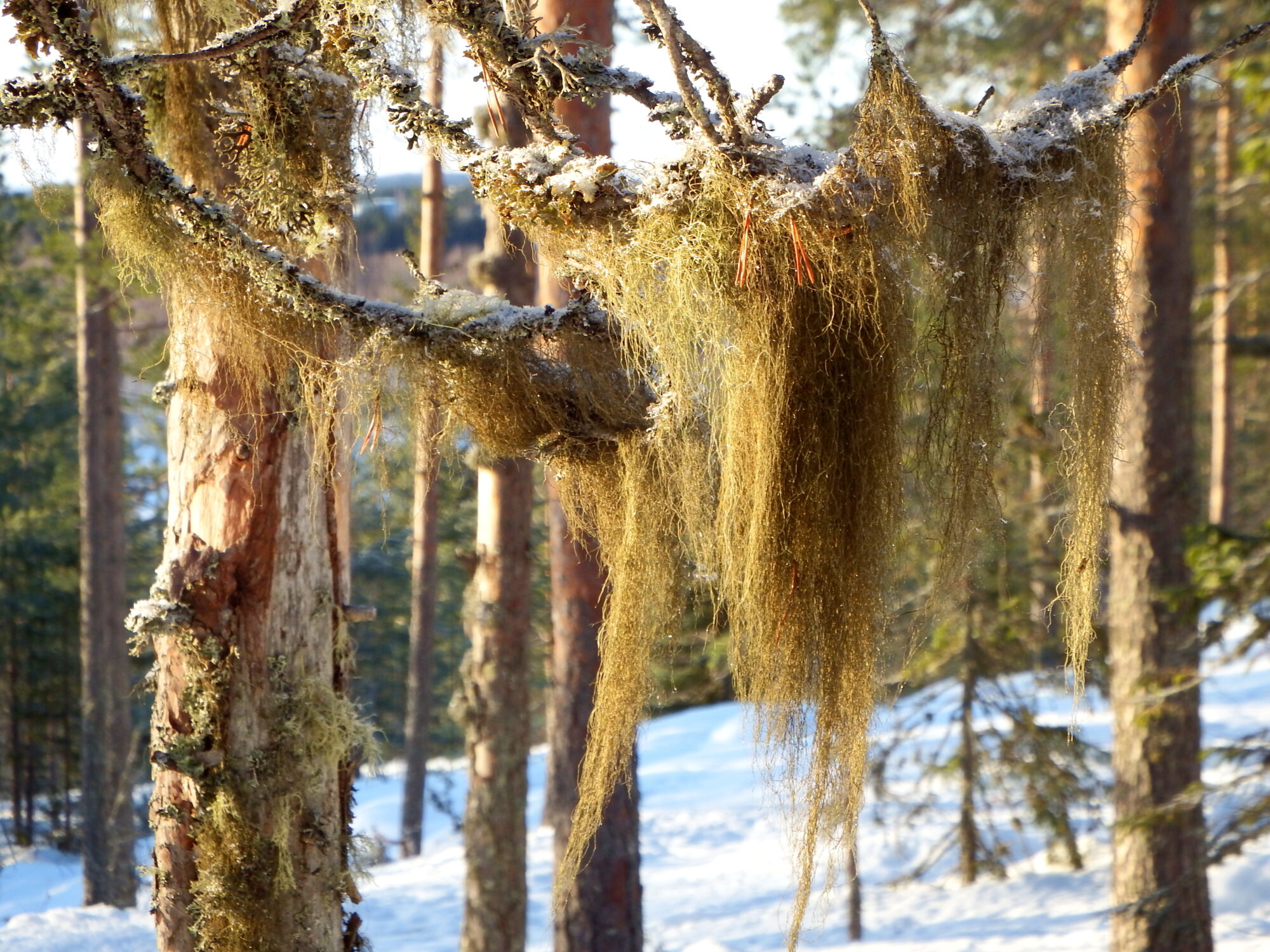 Valokuvaaja: Kaarlo Asikainen