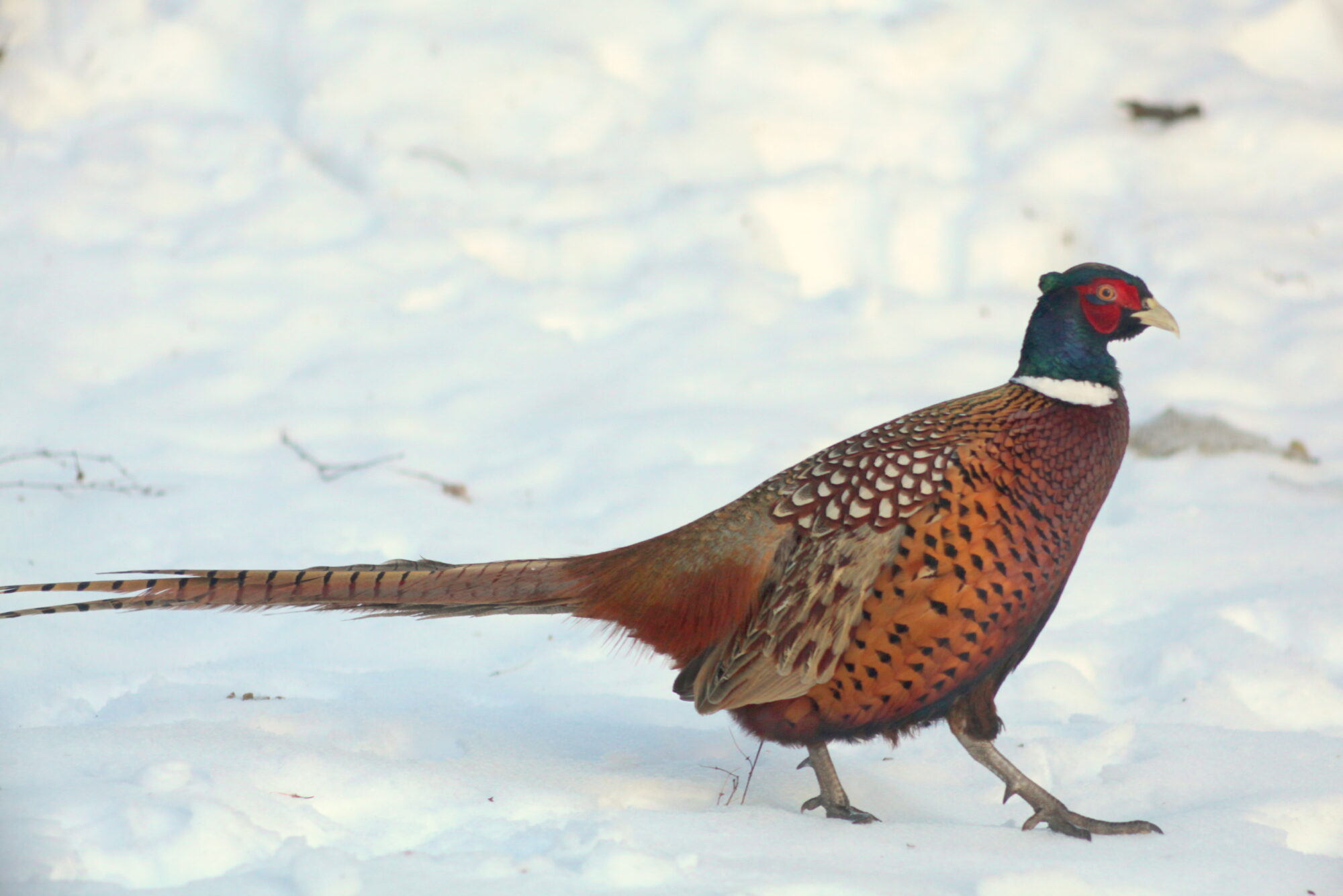 Valokuvaaja: Kaarlo Asikainen