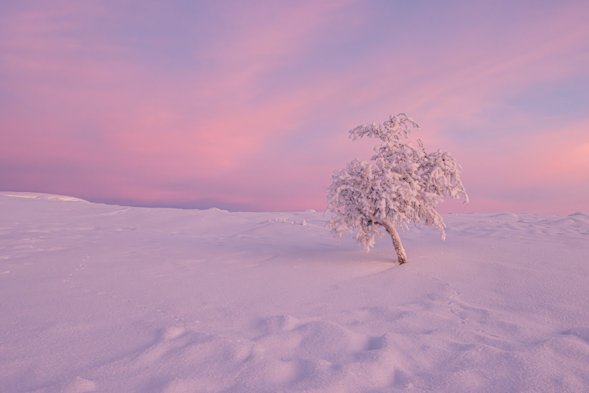 Valokuvaaja: Katri Niskanen