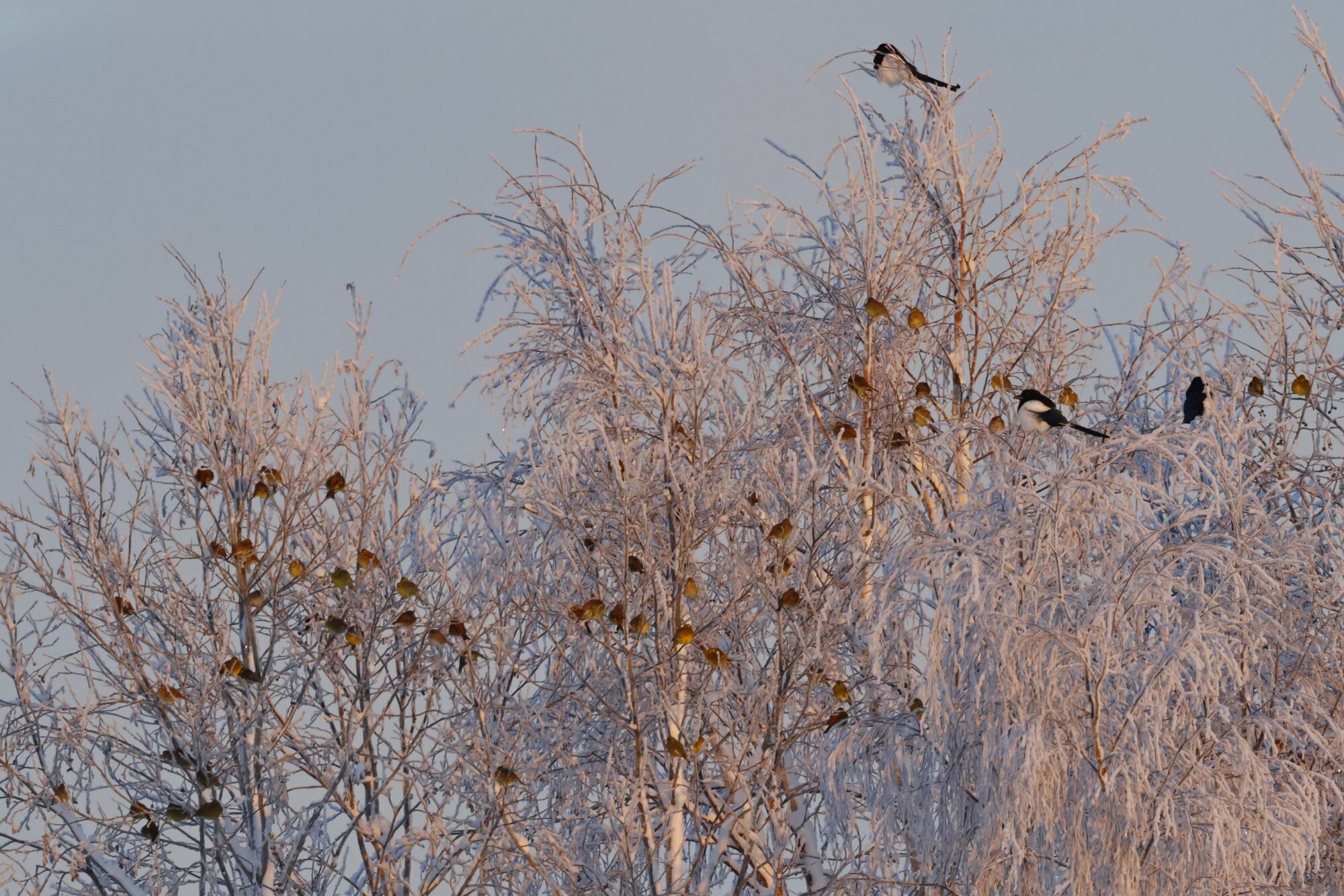 Valokuvaaja: TOMMI KUJALA