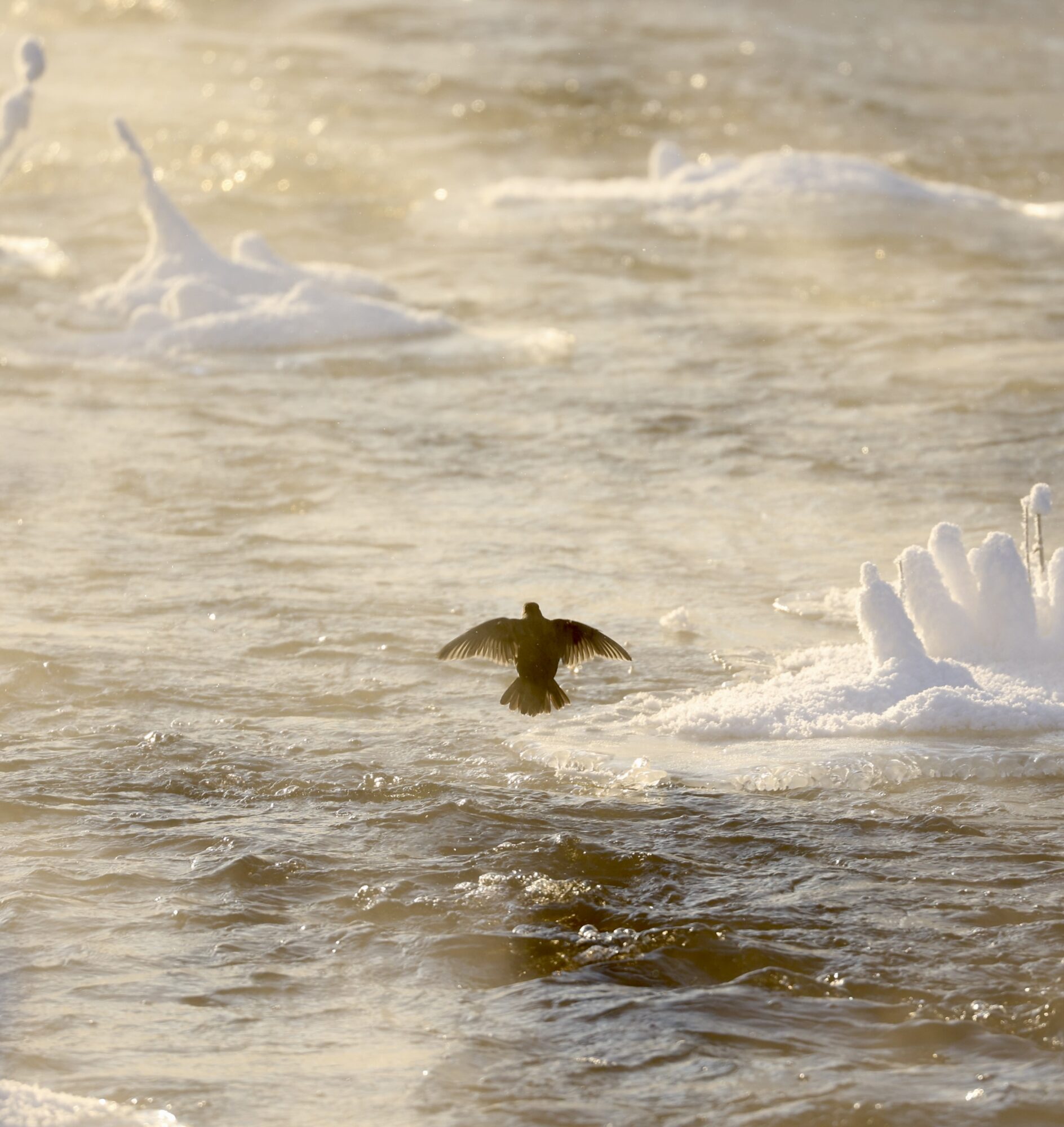 Valokuvaaja: Teija Sorjonen