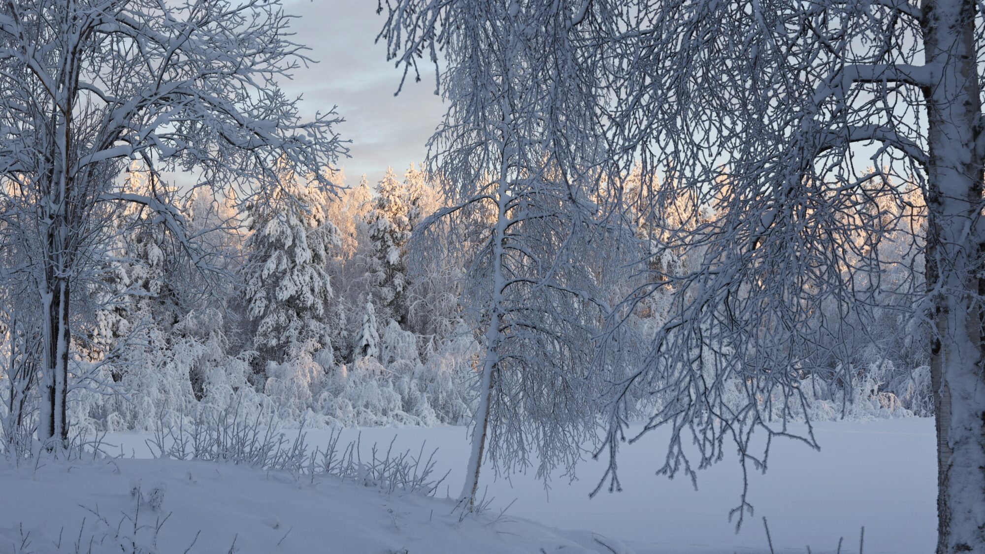 Valokuvaaja: TOMMI KUJALA