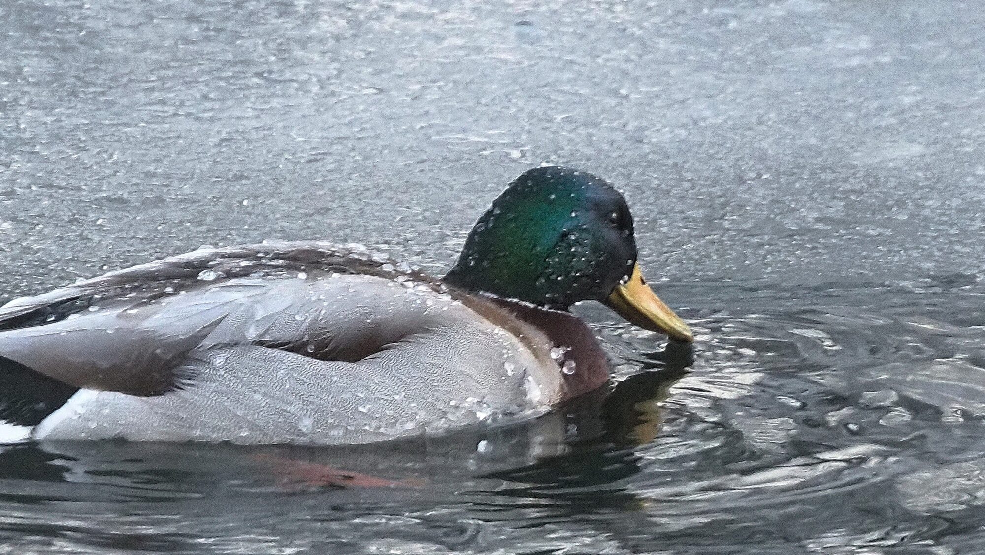 Valokuvaaja: Arja Valtonen