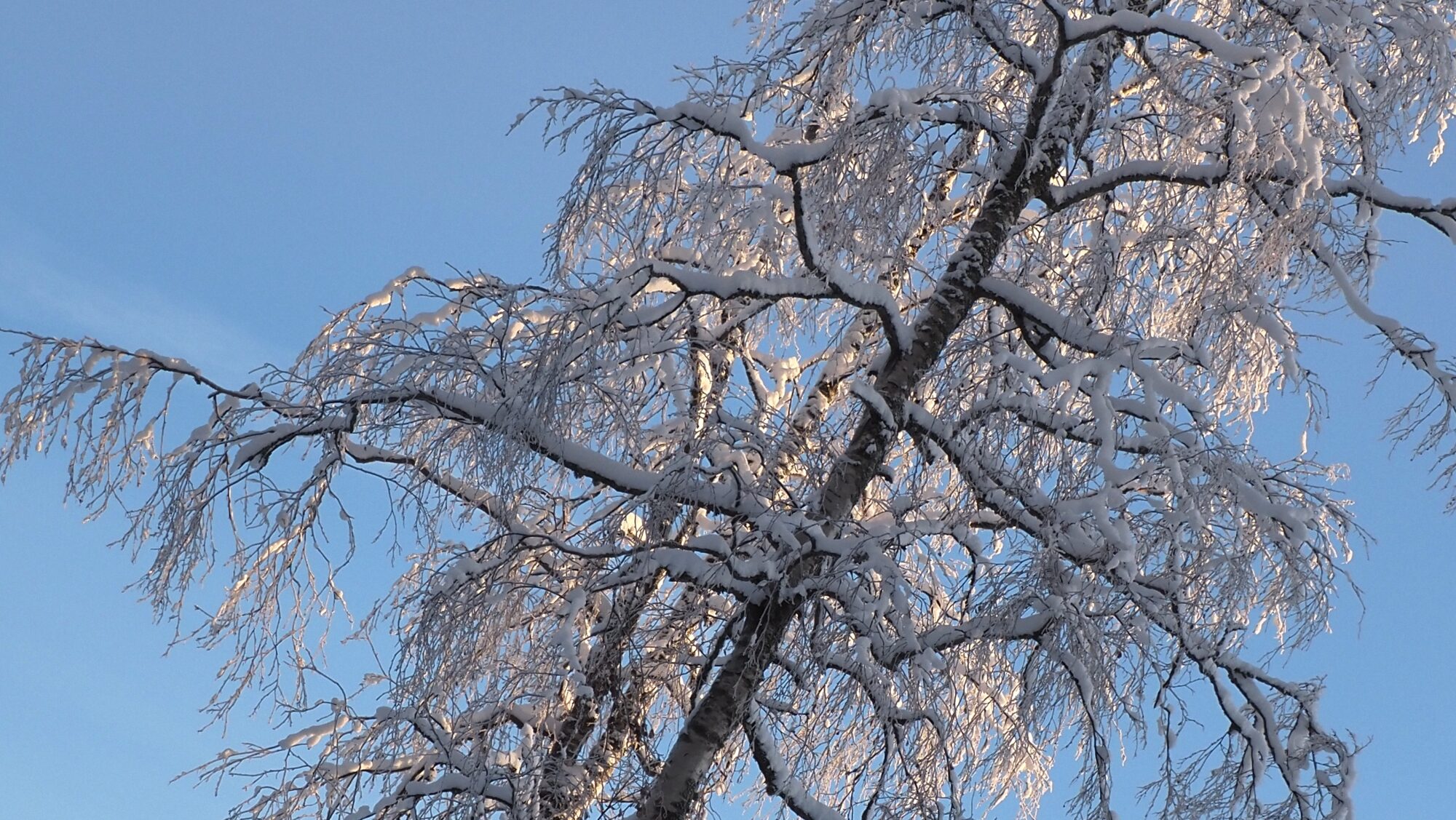 Valokuvaaja: Arja Valtonen