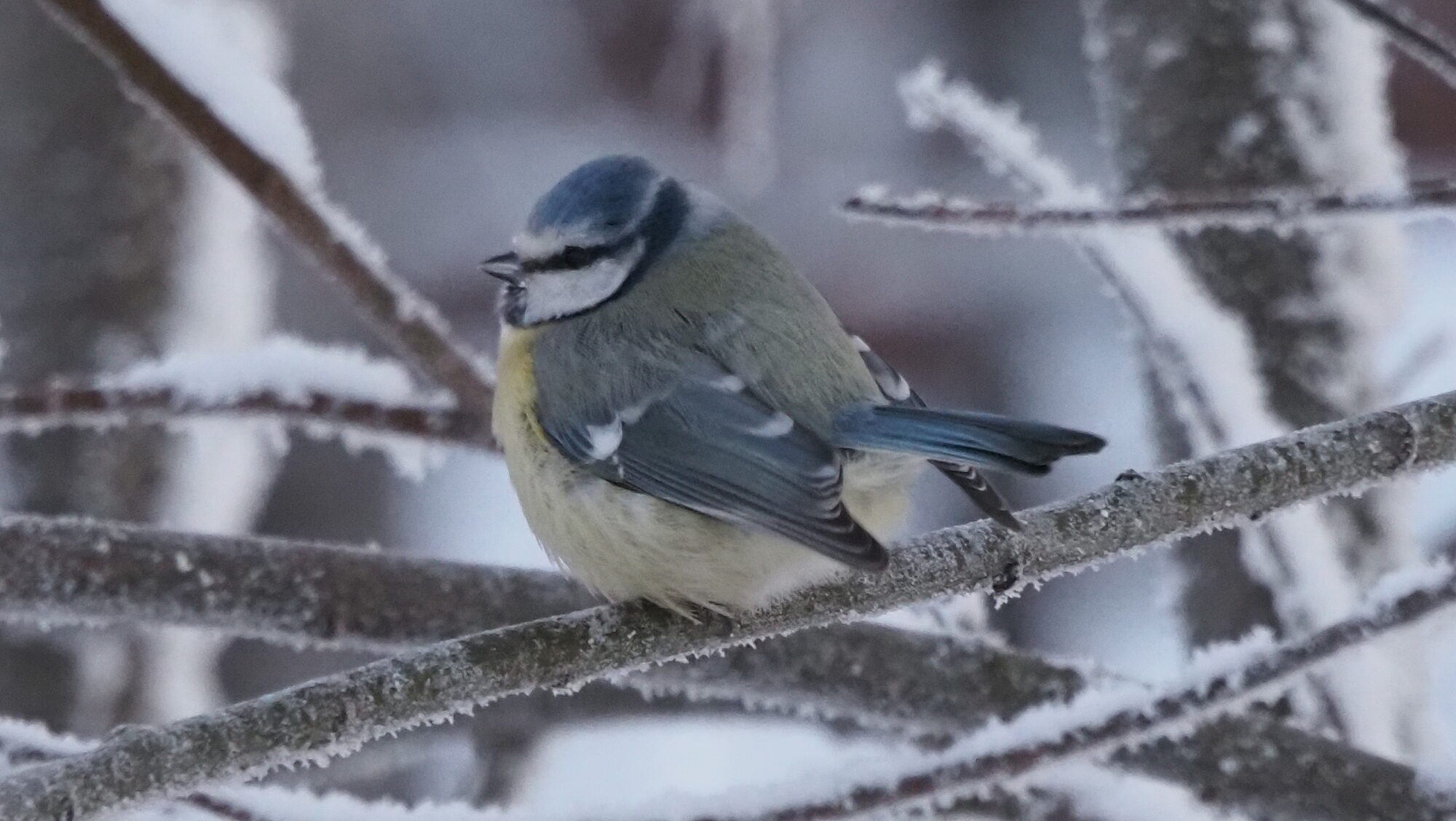 Valokuvaaja: Arja Valtonen