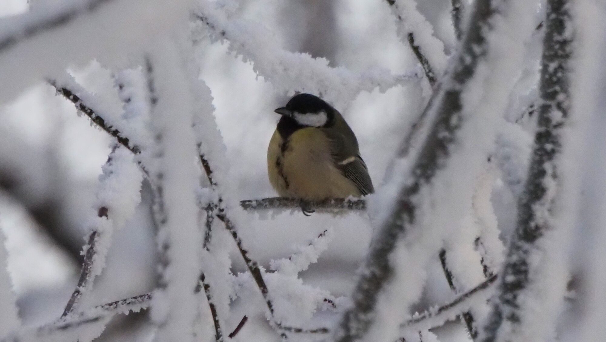 Valokuvaaja: Arja Valtonen