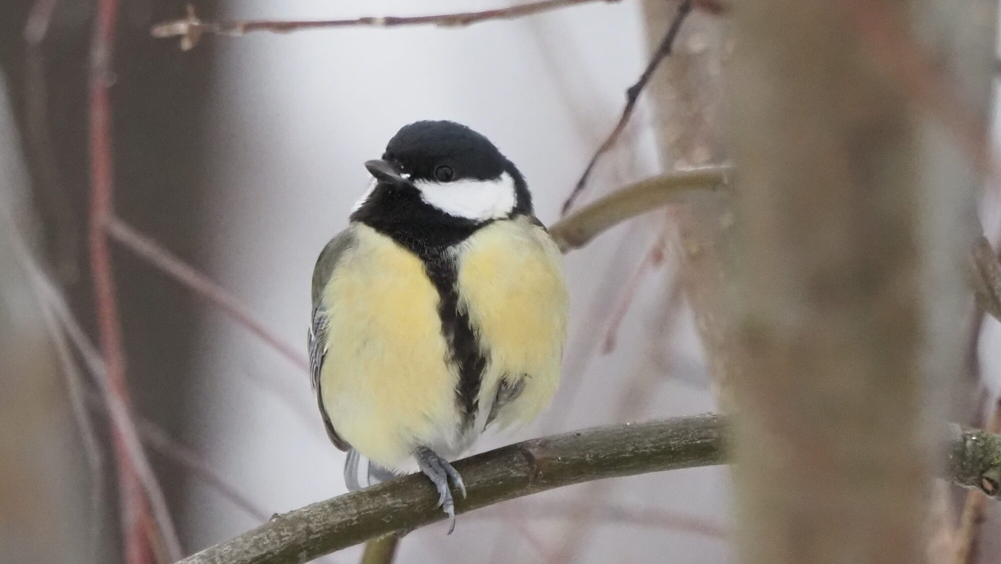 Valokuvaaja: Arja Valtonen