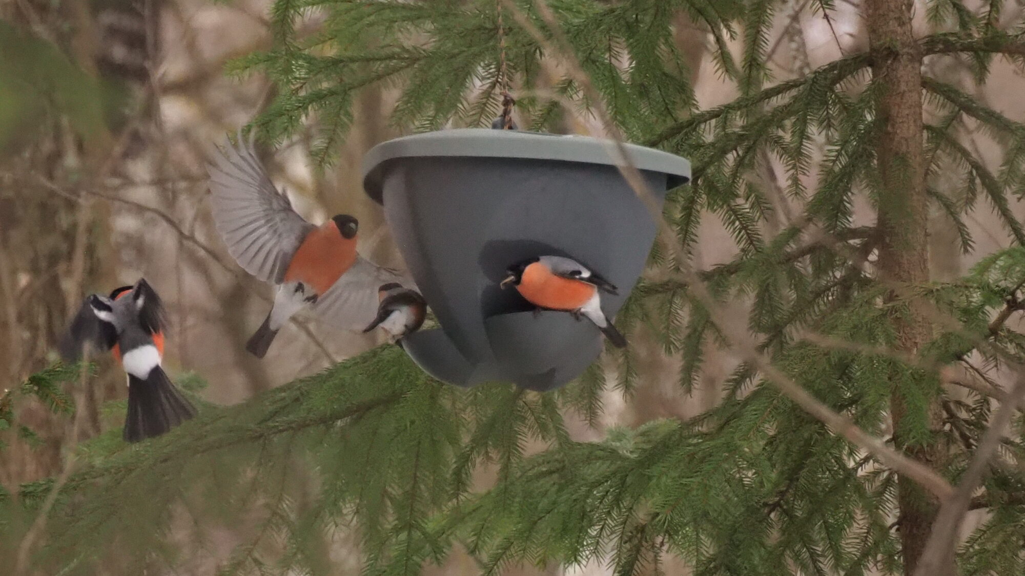 Valokuvaaja: Martti Valtonen