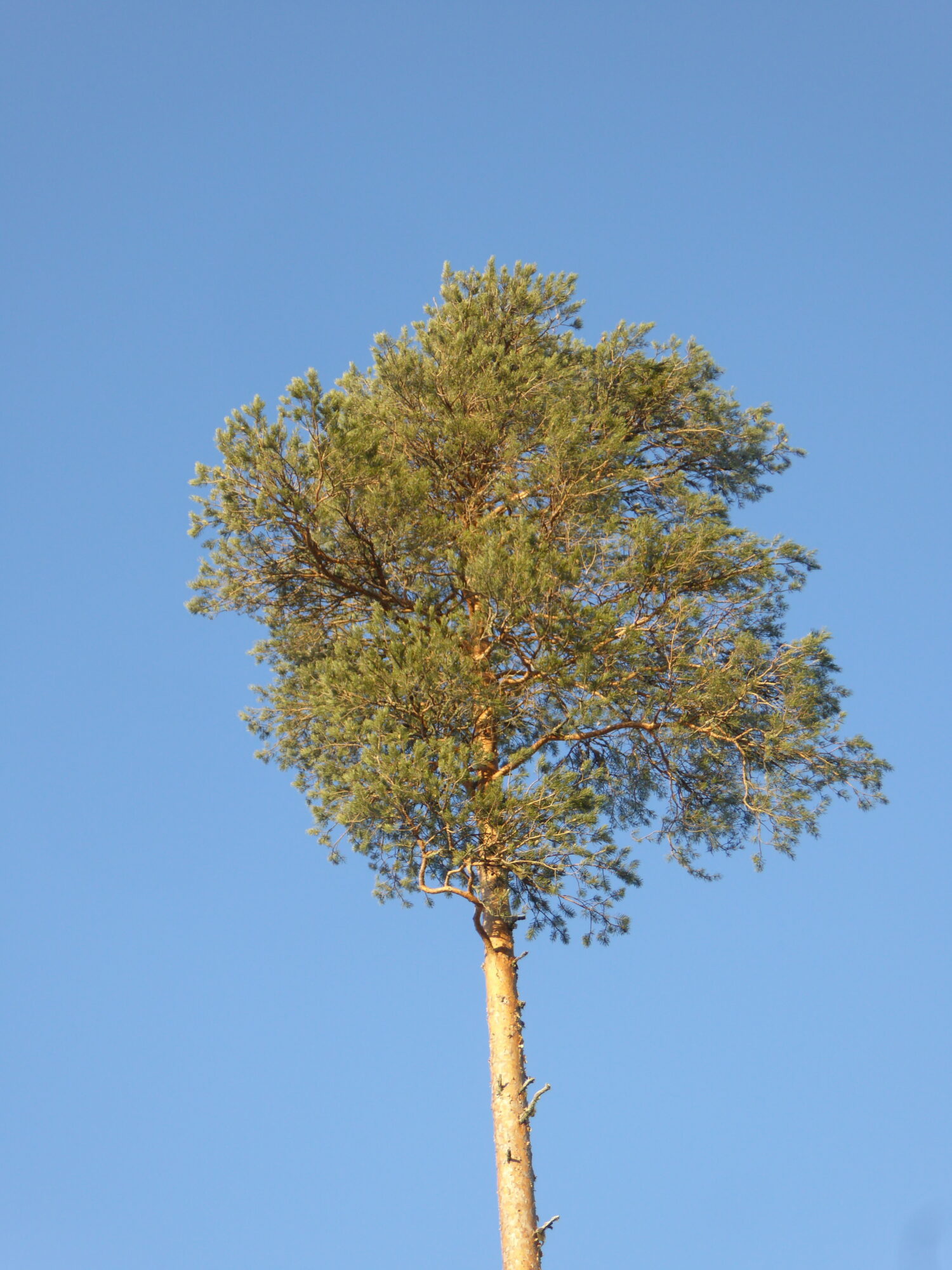 Valokuvaaja: Toni Asikainen