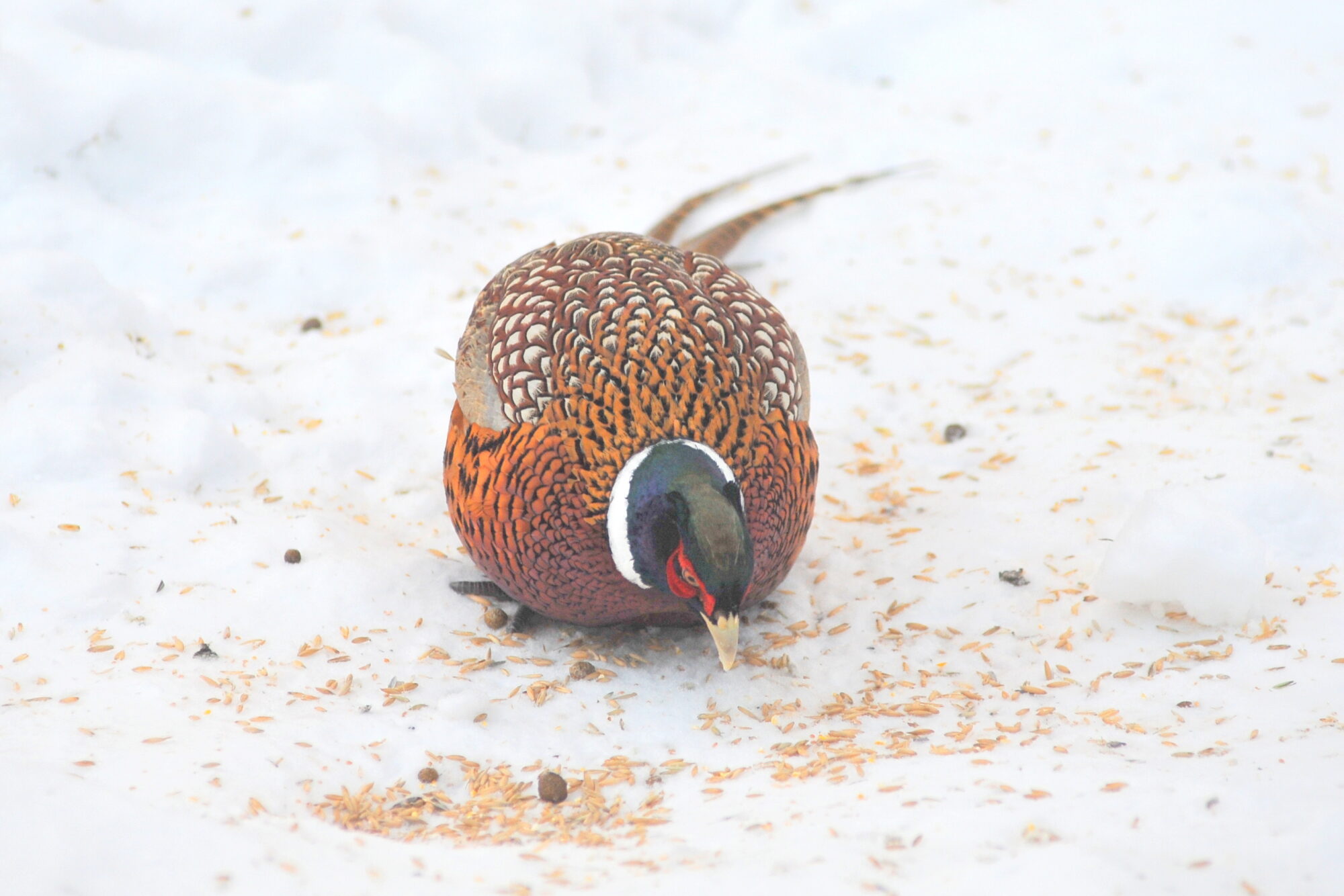Valokuvaaja: Kaarlo Asikainen