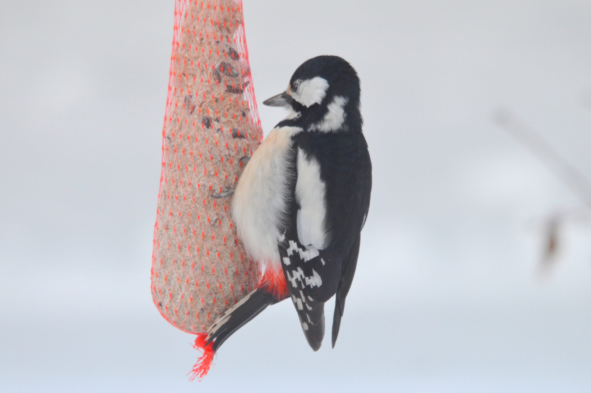 Valokuvaaja: Kaarlo Asikainen