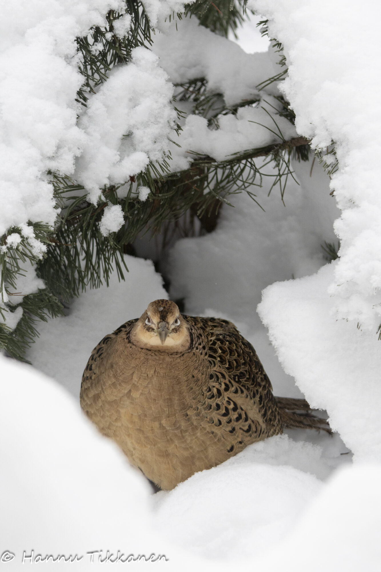 Valokuvaaja: Hannu Tikkanen