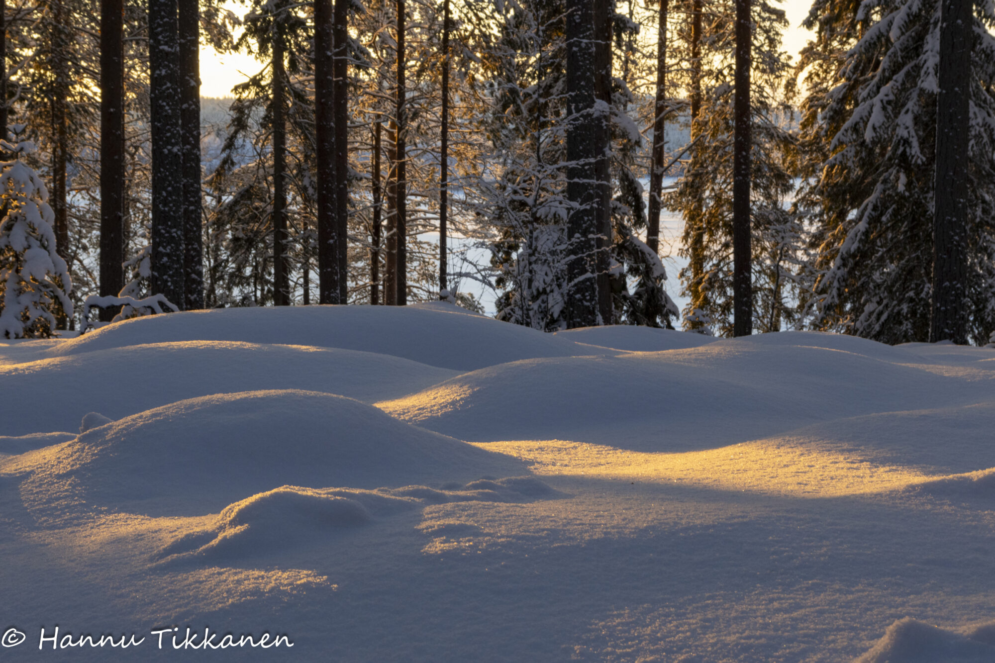 Valokuvaaja: Hannu Tikkanen