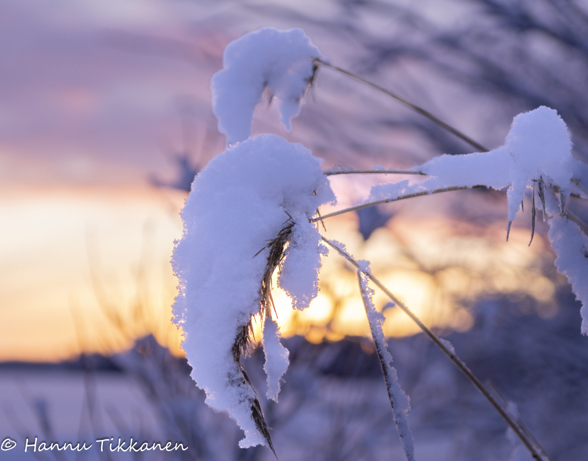 Valokuvaaja: Hannu Tikkanen