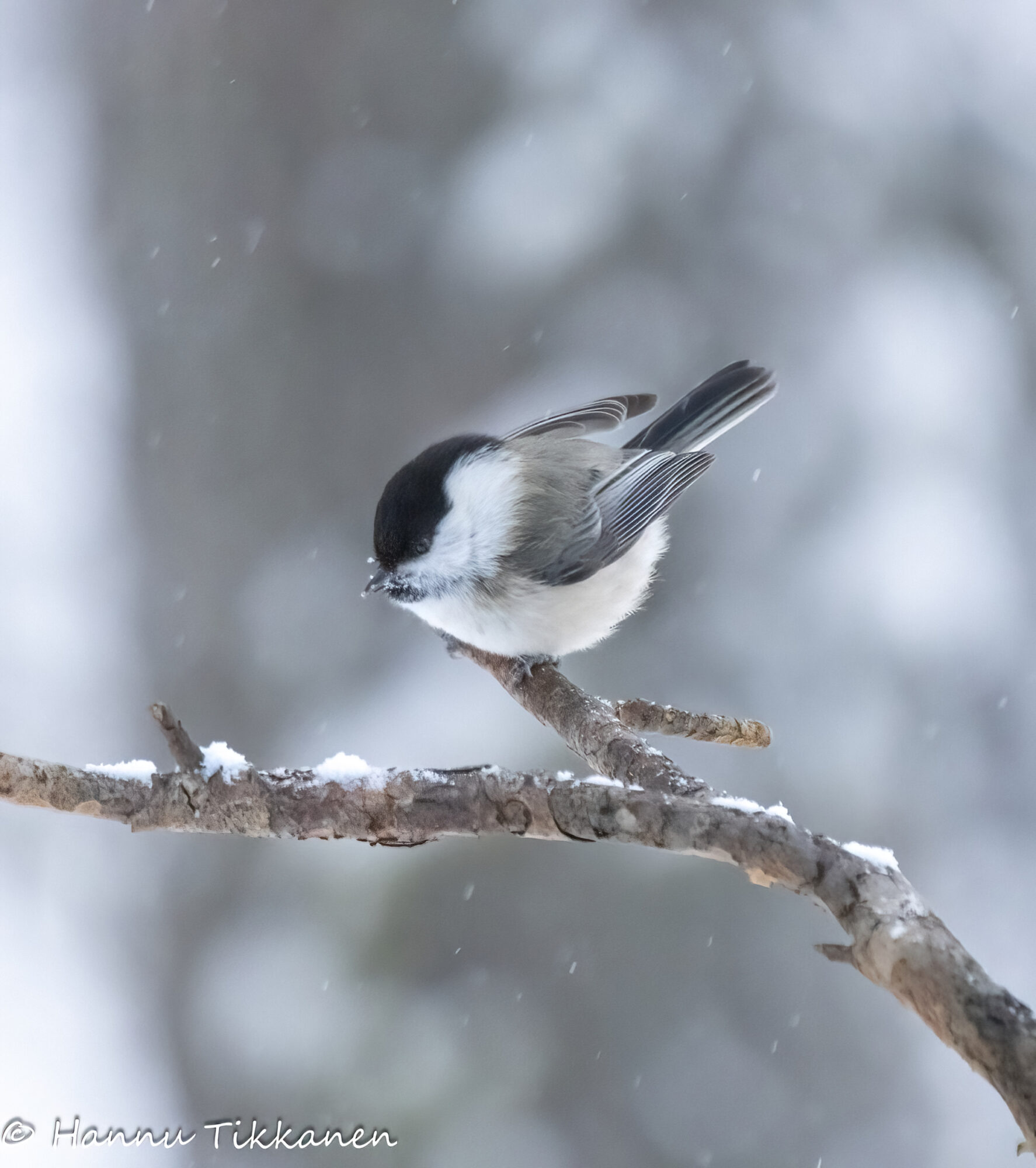 Valokuvaaja: Hannu Tikkanen