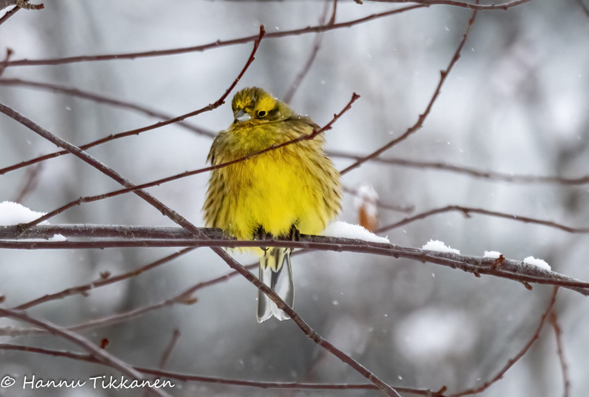 Valokuvaaja: Hannu Tikkanen