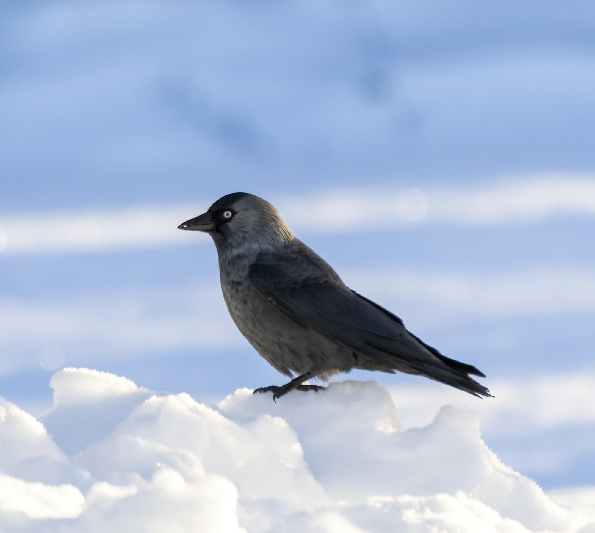 Valokuvaaja: Hannu Tikkanen