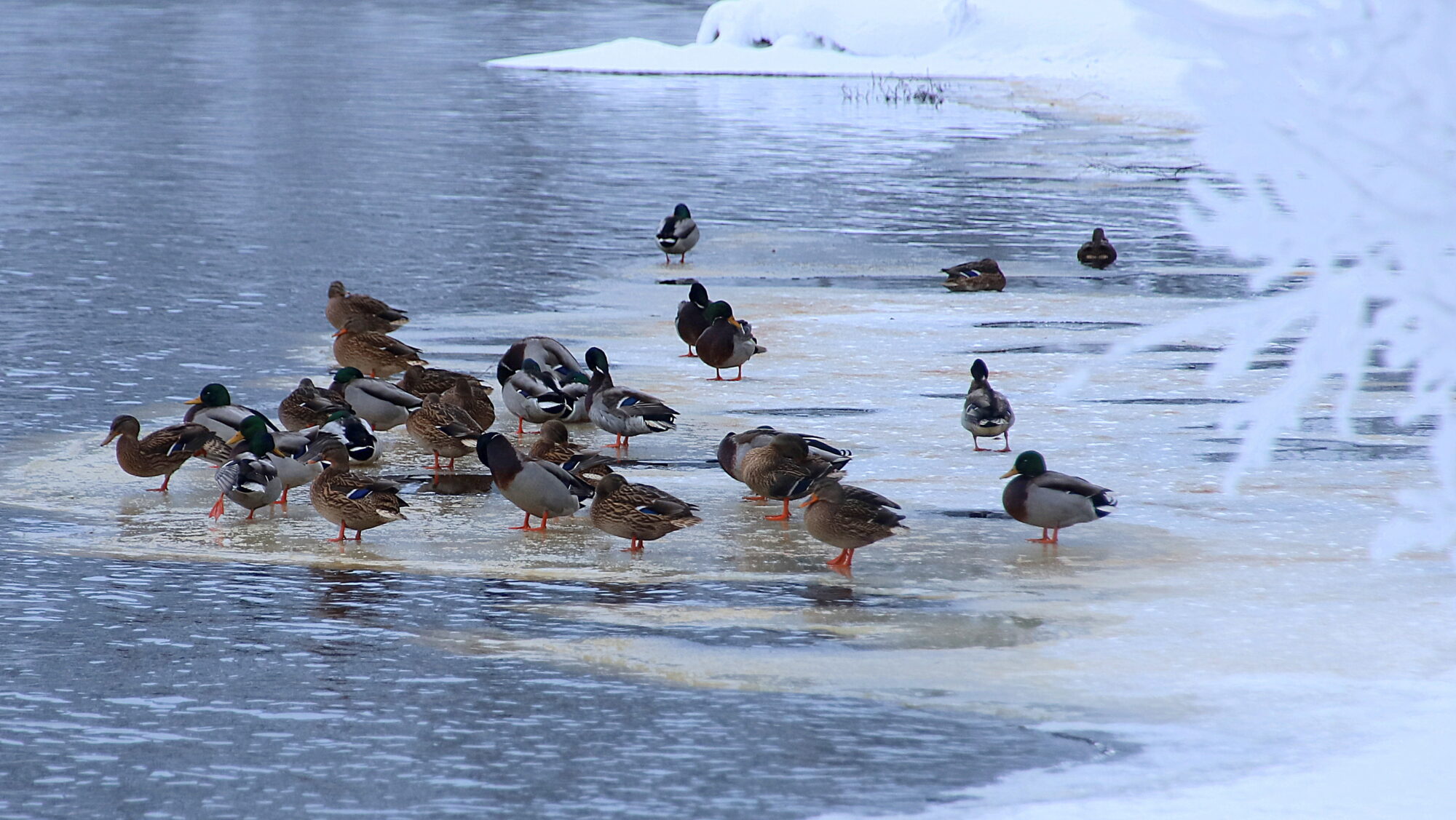 Valokuvaaja: Sirpajyske