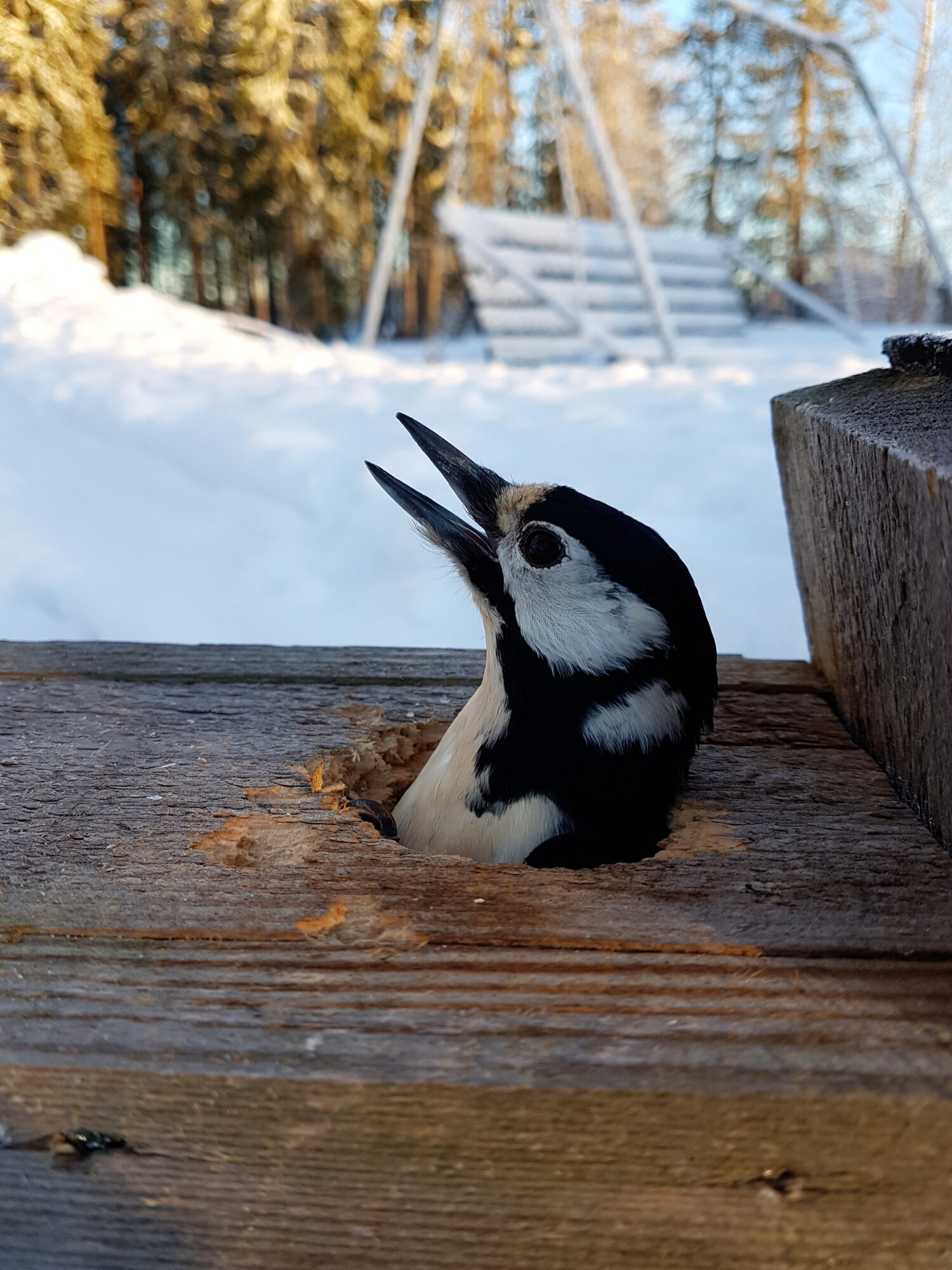 Valokuvaaja: Mirva Inkilä