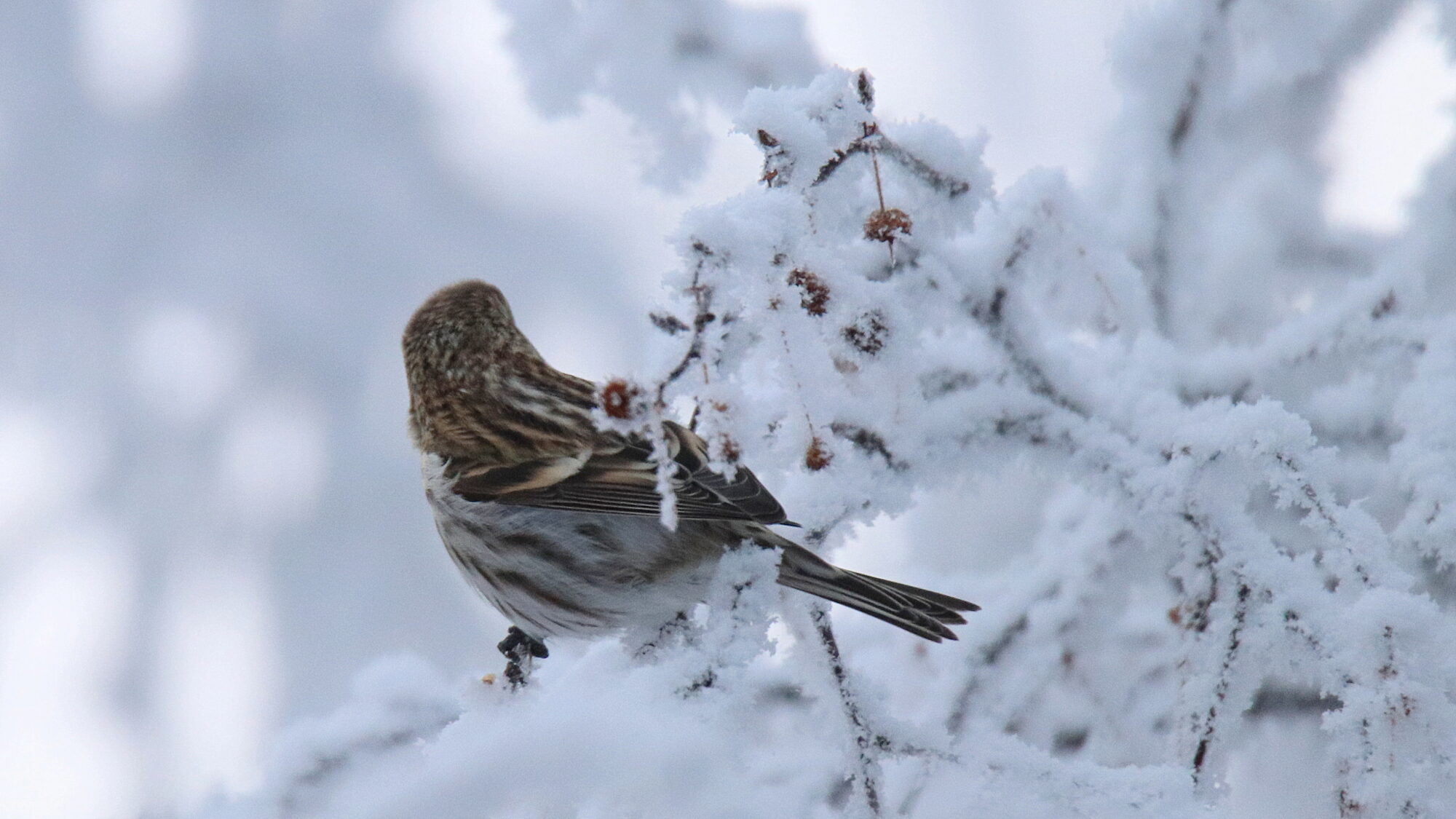 Valokuvaaja: sirpa Jyske