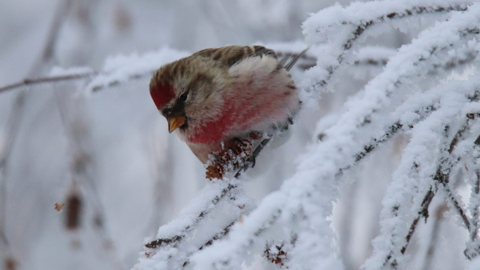 Valokuvaaja: sirpa Jyske