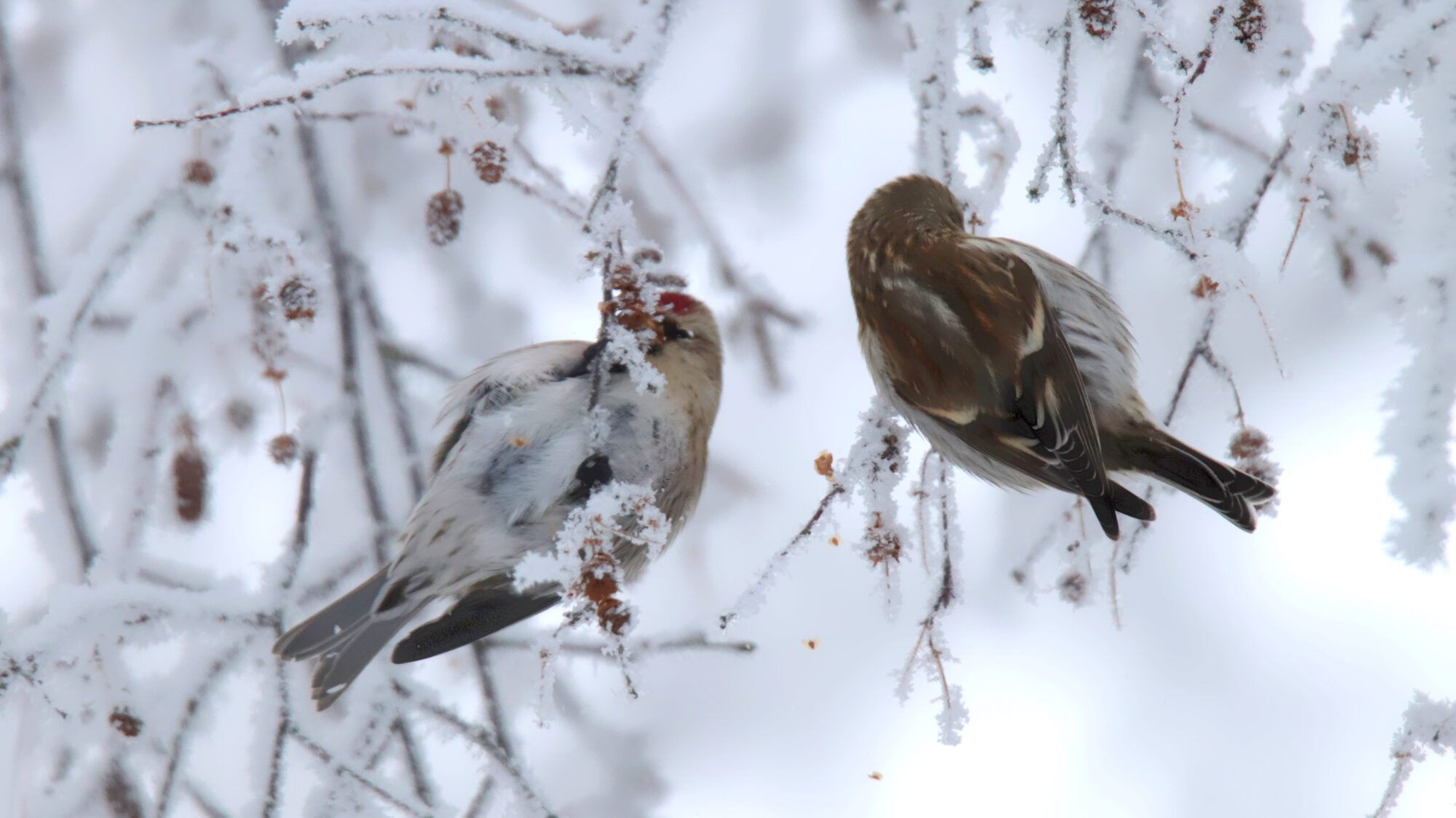 Valokuvaaja: sirpa Jyske