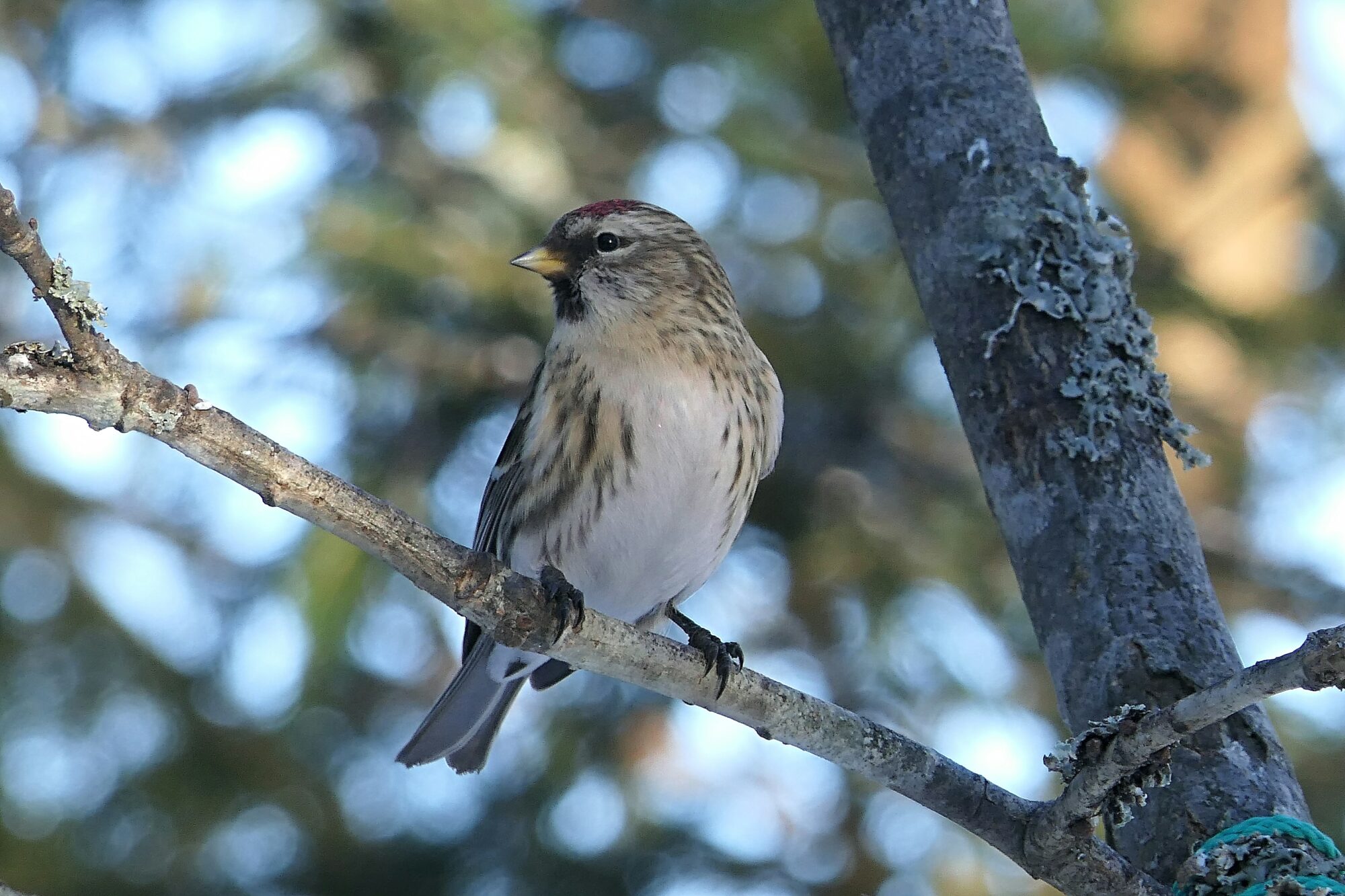 Valokuvaaja: Miia Pesu