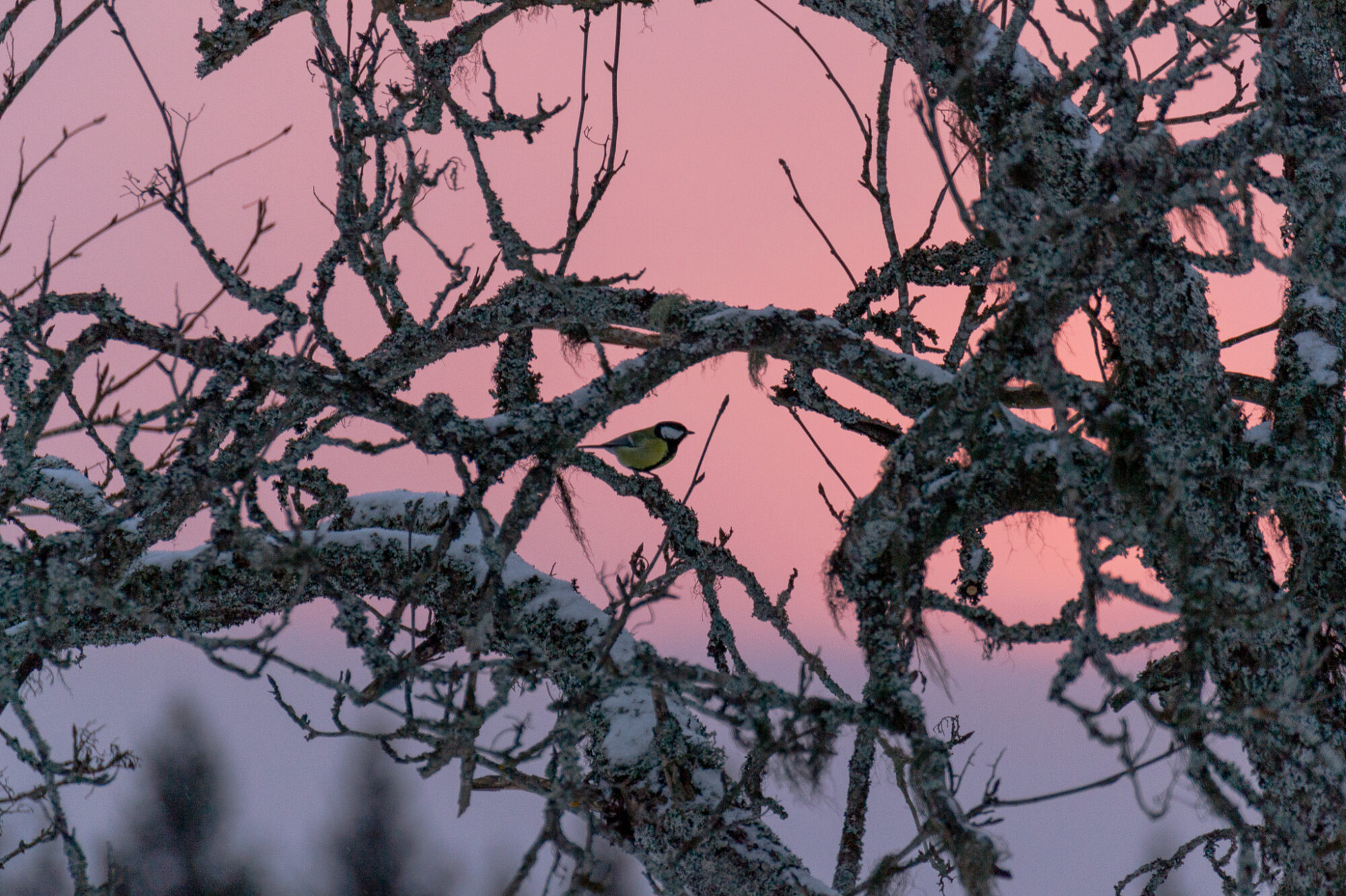 Valokuvaaja: Helena Minkkilä