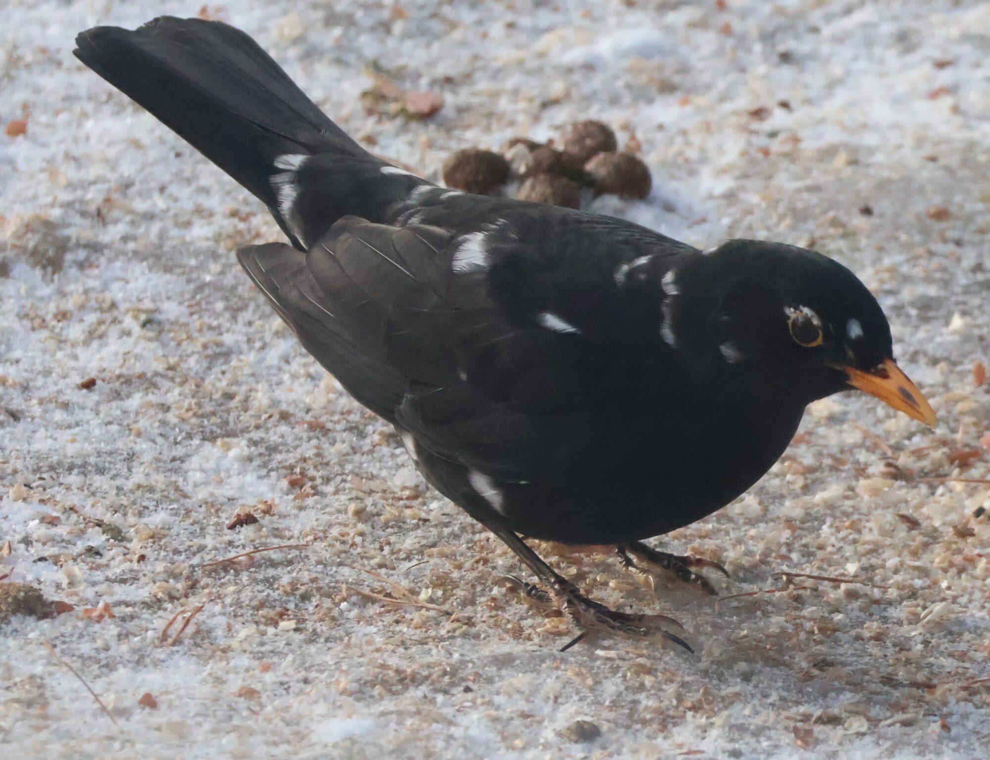 Valokuvaaja: Hanna Rönty