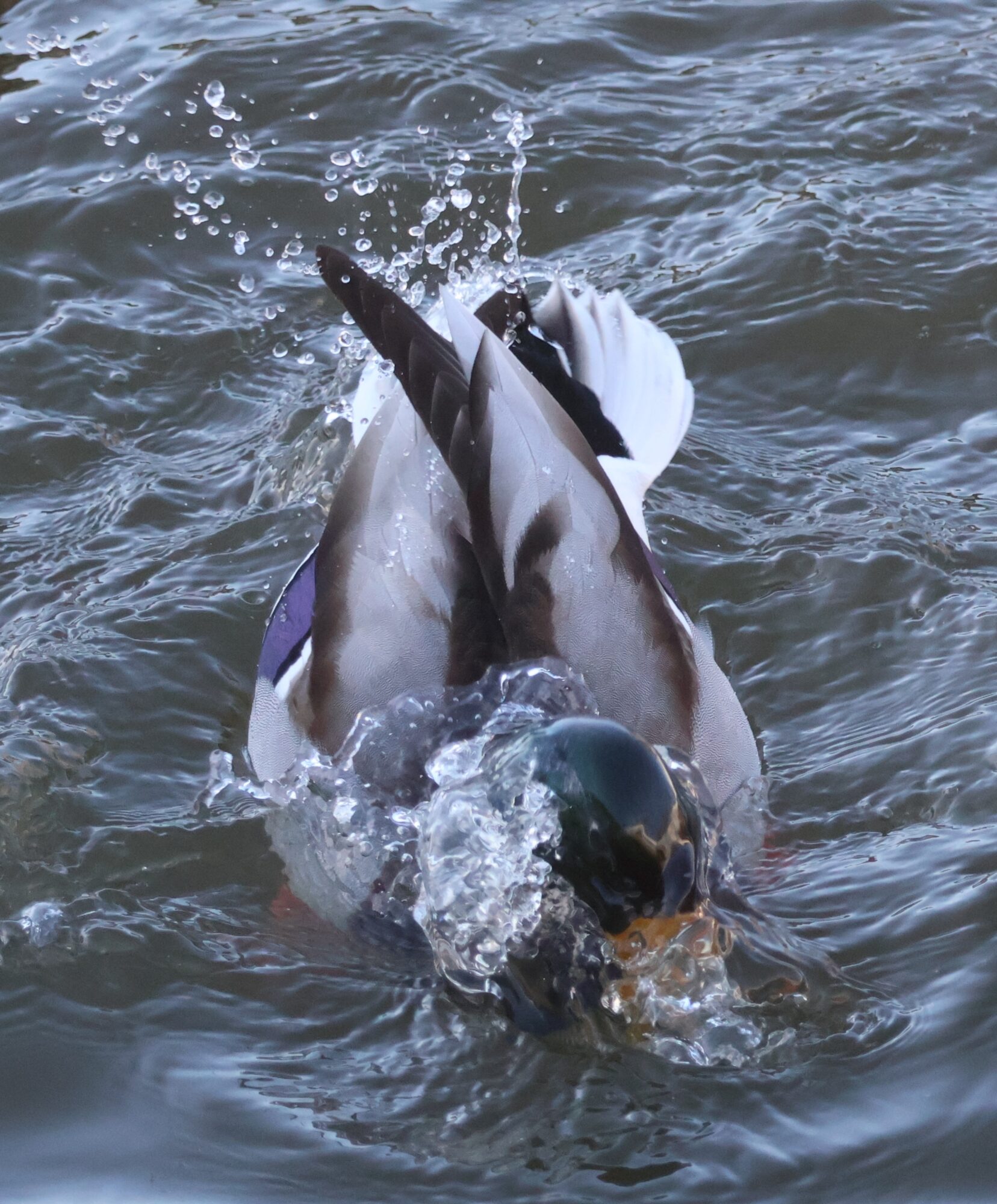 Valokuvaaja: Rönty Hanna Valokuvaaja: Rönty Hanna