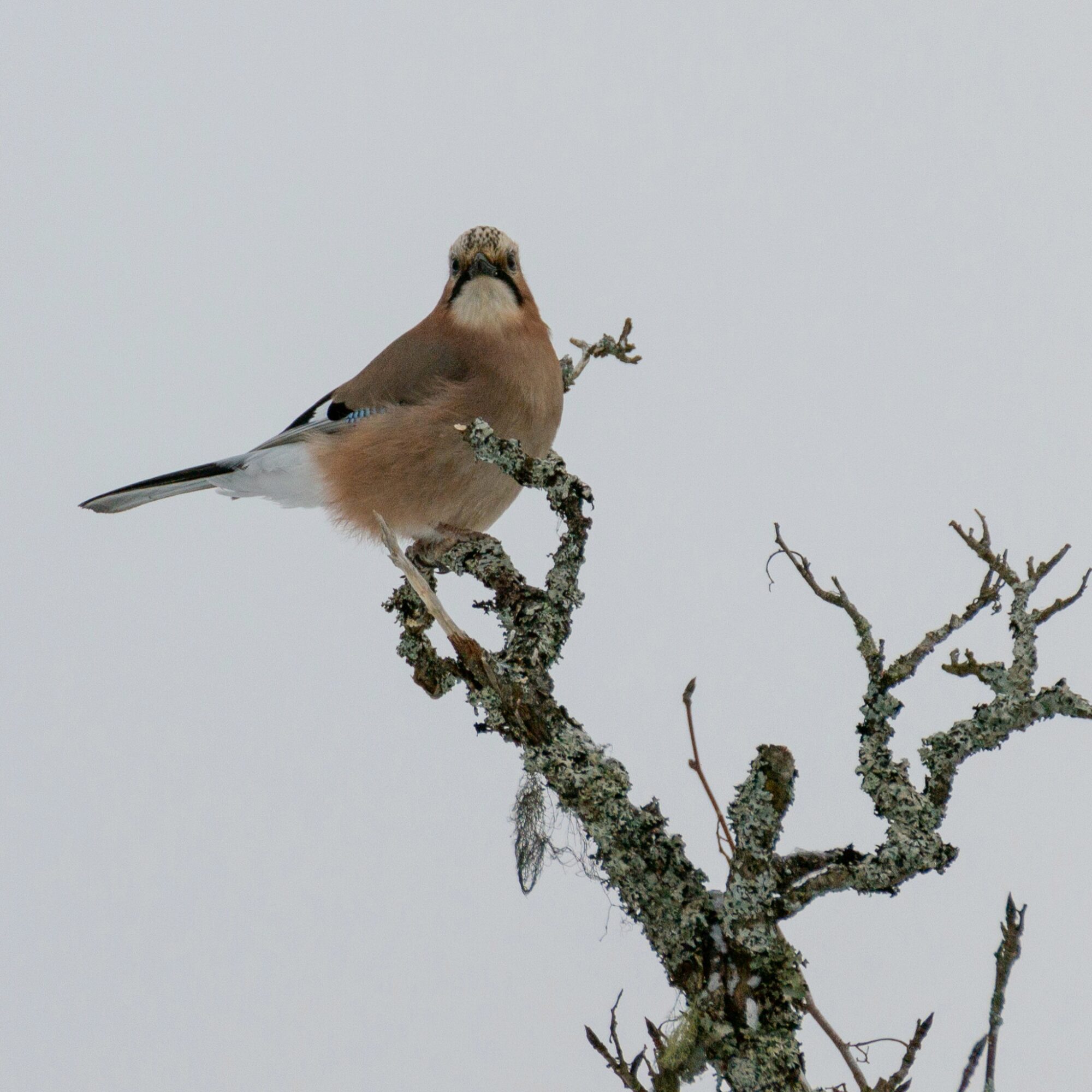 Valokuvaaja: Helena Minkkilä