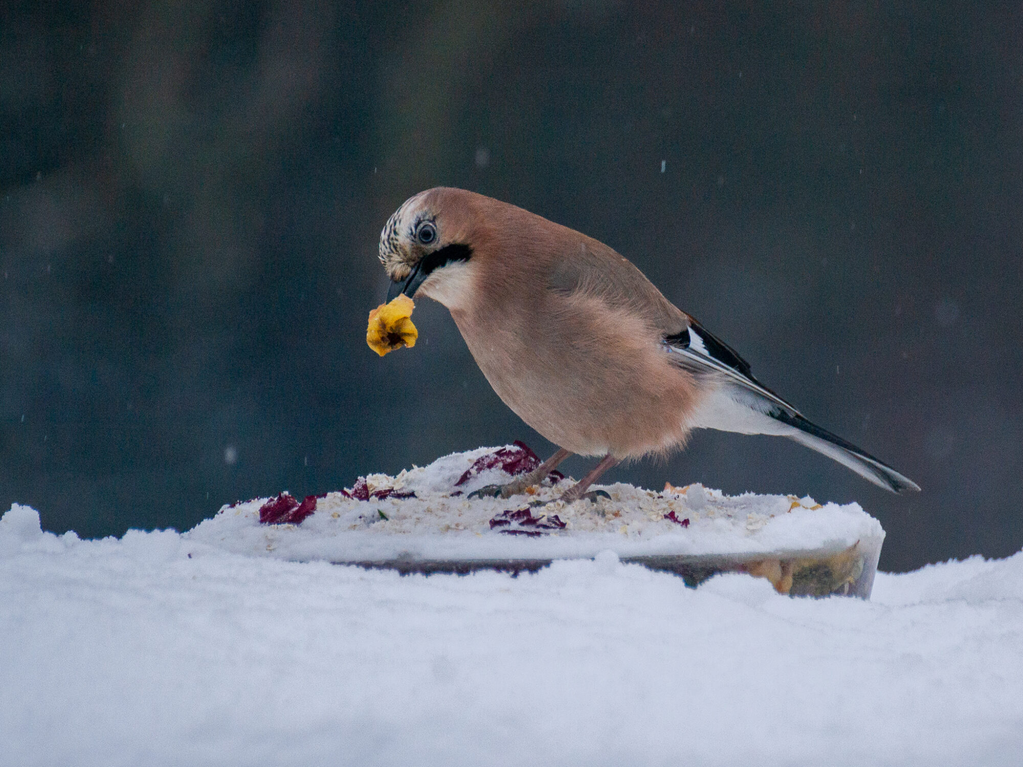 Valokuvaaja: Helena Minkkilä