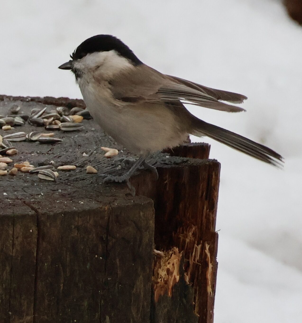 Valokuvaaja: Hanna Rönty