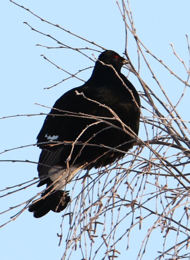 Valokuvaaja: Kaarina Heiskanen