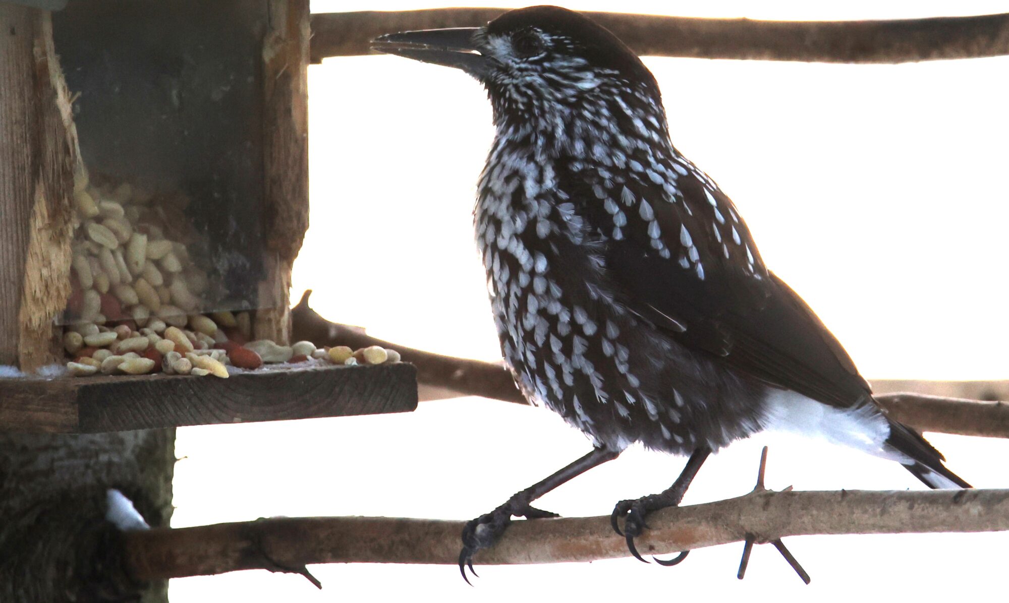 Valokuvaaja: Kaarina Heiskanen