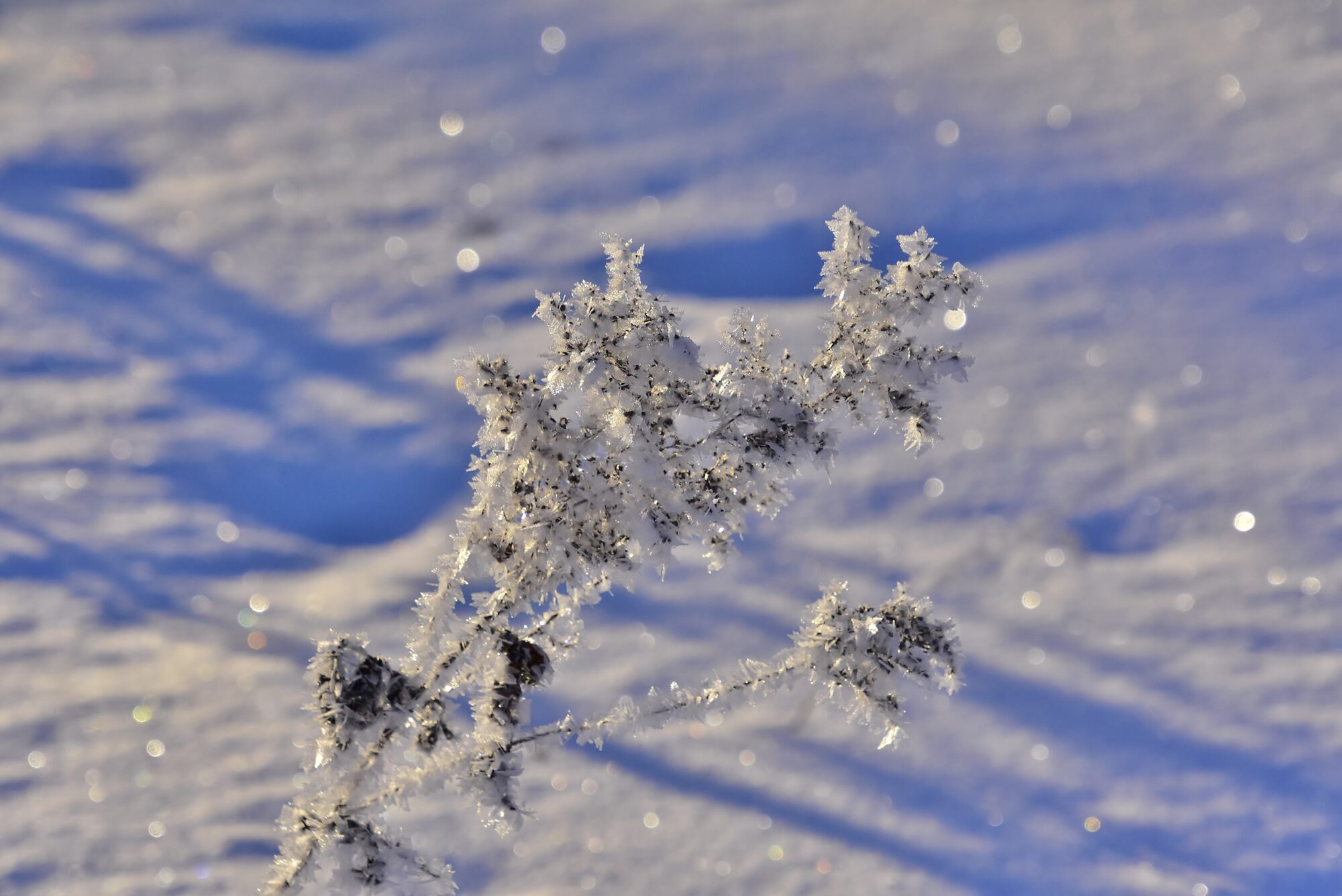 Valokuvaaja: Markku Pelkonen
