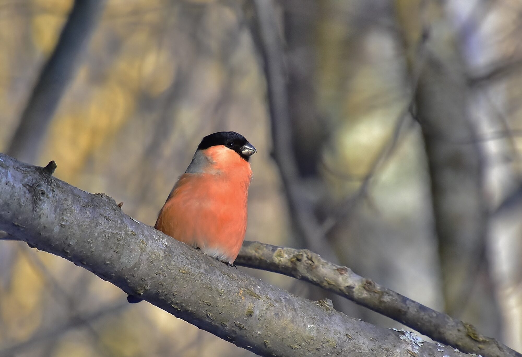 Valokuvaaja: Markku Pelkonen